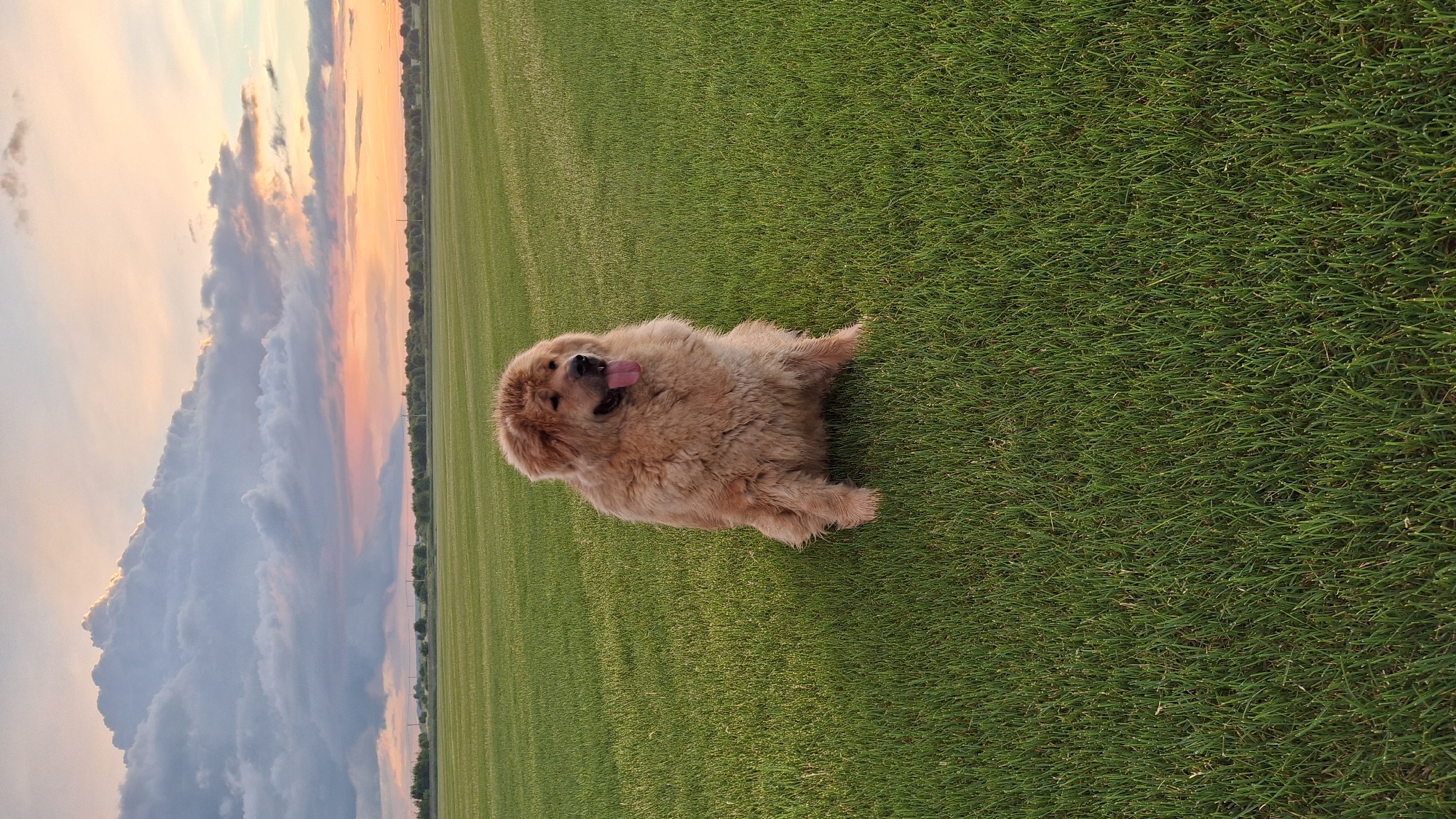 A fluffy, tan-colored dog is sitting in a vast, neatly mown green field. The dog is facing forward, with its tongue hanging out and its mouth slightly open. Its fur appears thick and shaggy. The field is a uniform bright green, with subtle rows indicating recent mowing. In the distance, a line of trees forms a dark horizon against a dramatic sky. The sky is filled with large, textured clouds, illuminated by the soft colors of a sunset, with hues of orange, pink, and gray. The overall scene suggests an open outdoor space, potentially a park or agricultural field. This photograph was taken in Kempelevo, Russia, during a sunset.