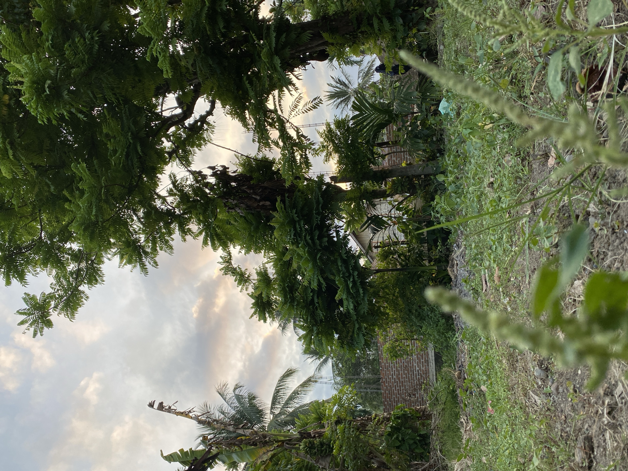 The image depicts an outdoor scene in Blangkabu, Indonesia, likely in a rural or semi-rural area. The foreground is dominated by a patch of dry, bare earth with scattered small green plants, some of which are out of focus and appear to be flowering stalks. Behind this, a dense collection of various trees and plants creates a lush, green canopy. Prominent among these are banana trees with large leaves on the left, and large trees with feathery green foliage on the right.
In the mid-ground, a low-rise building with a red brick wall is visible, partially obscured by vegetation. Beyond this, more trees and the upper portions of structures can be seen. The sky above is overcast with soft, diffused light, suggesting it may be early morning or late afternoon. The overall impression is one of a slightly overgrown, natural setting within a populated area, possibly a backyard or a community space. There are no people clearly visible in the frame.