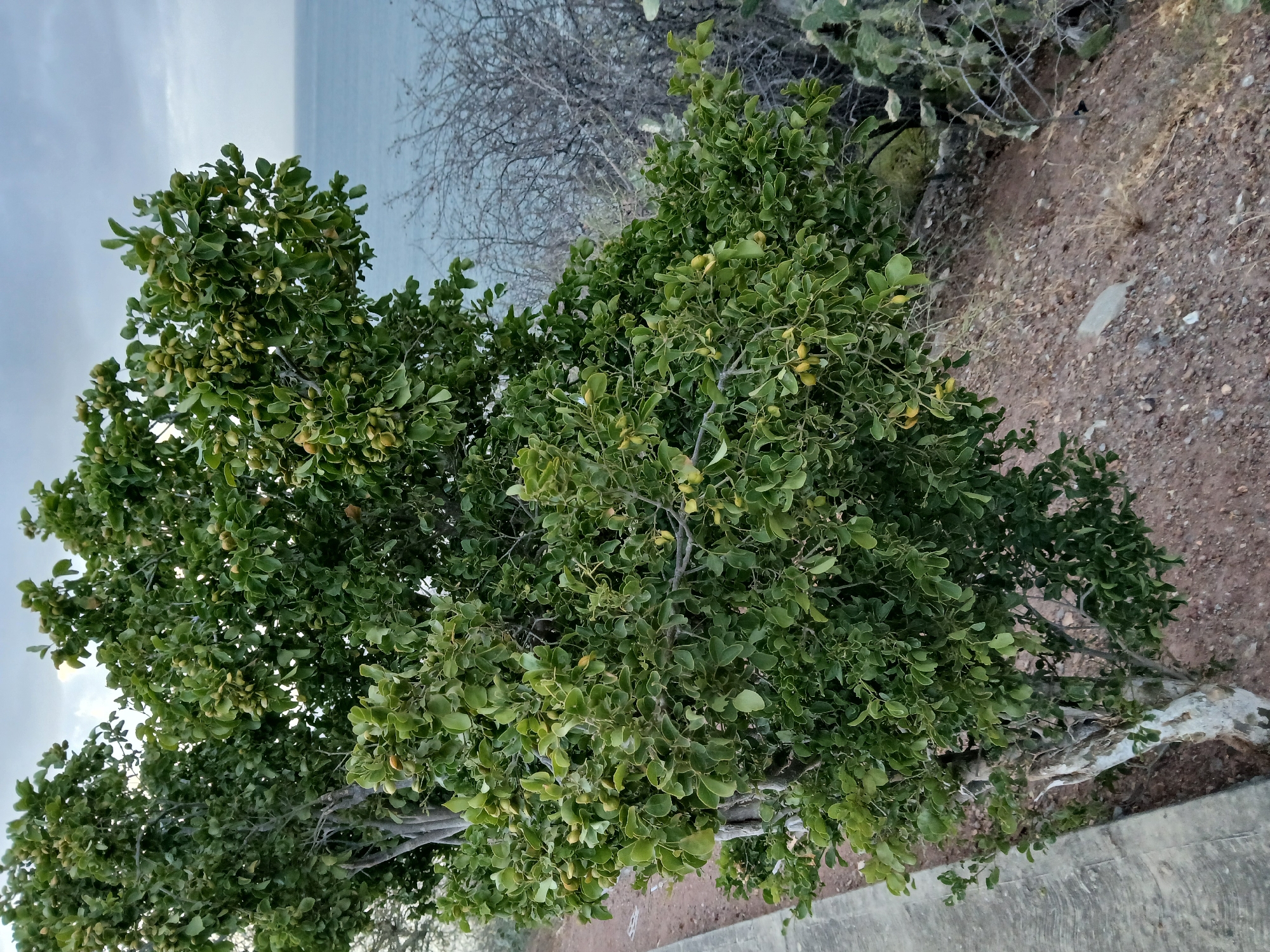 The image shows a green tree with small, round, yellowish fruits. It appears to be growing on the edge of a paved area, with a hillside visible in the background. The sky is overcast and a body of water, likely the Caribbean Sea, is visible in the distance. The vegetation is typical of a dry, coastal environment. The location is Juan Griego, Venezuela.