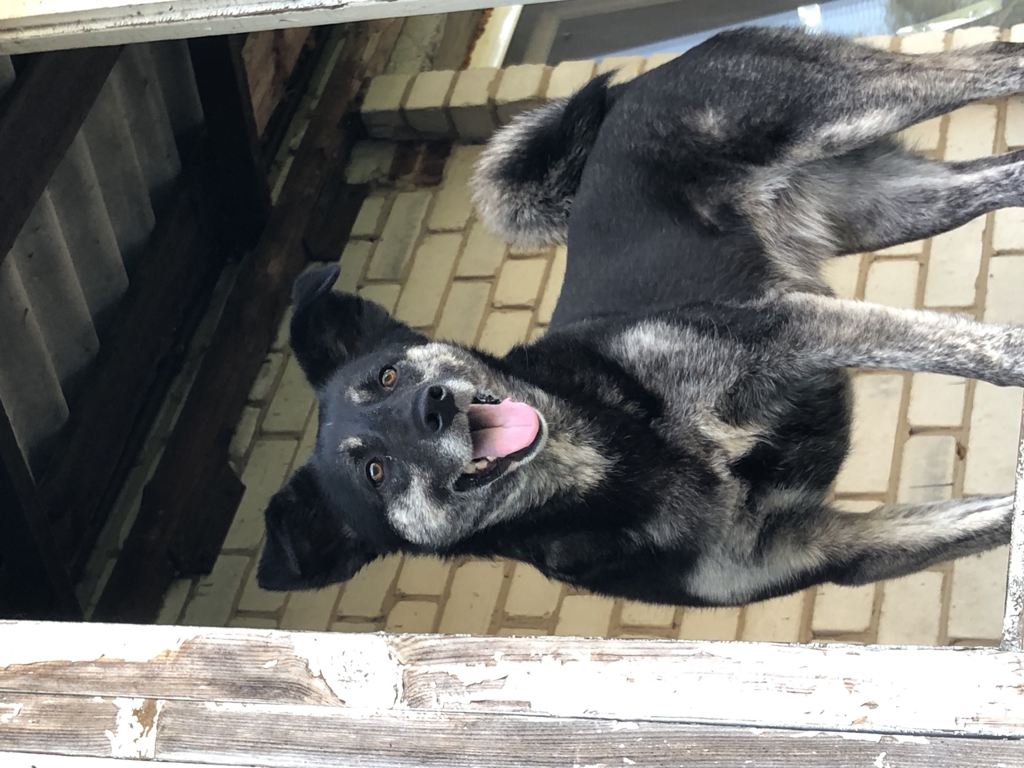 This media file captures a black and gray dog, possibly a shepherd mix, looking directly at the camera with its tongue out and mouth open in a happy, panting expression. The dog appears to be positioned outdoors, perhaps looking up from below a ledge or window frame, indicated by the weathered wooden structures in the foreground and the brick wall visible in the background. The scene suggests a bright, possibly sunny day due to the lighting. The dog's fur shows patches of lighter gray and white mixed with black, especially around its muzzle and legs. Its ears are perked up, and its eyes are wide open and alert. The background is a light-colored brick wall, and above it, there are glimpses of what appears to be roofing material and wooden beams, suggesting an outdoor or partially enclosed structure. The overall impression is one of a cheerful and energetic animal. No visible text is present in the image.