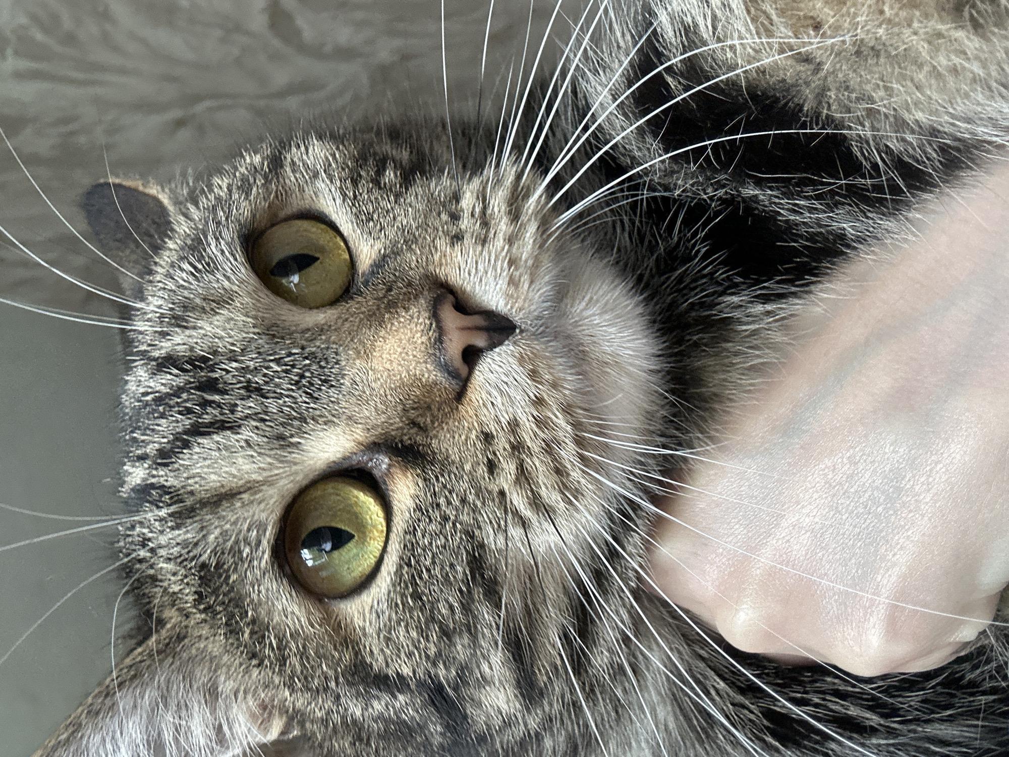 A close-up shot of a tabby cat's face. The cat has yellow-green eyes and is being petted or held by a human hand. The cat is facing the camera, with whiskers prominently displayed. The background is blurred. The location is not discernible from the image.