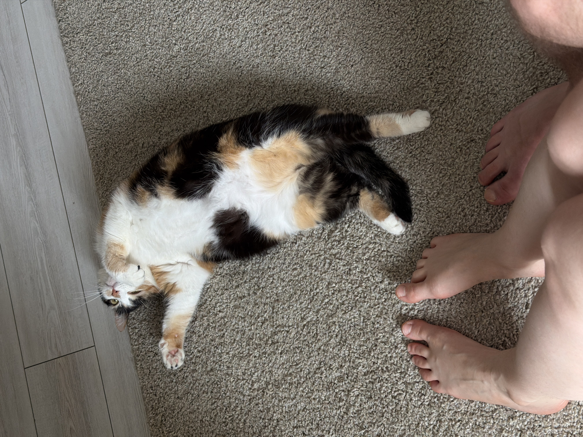 A calico cat is lying on its back on a brown carpet, its head near a light-colored wood-look flooring. A pair of human feet are visible to the right of the cat, indicating a person is standing nearby. The location is implied to be in Rossiyskiy, Russia, though there is no specific visual information to verify this.