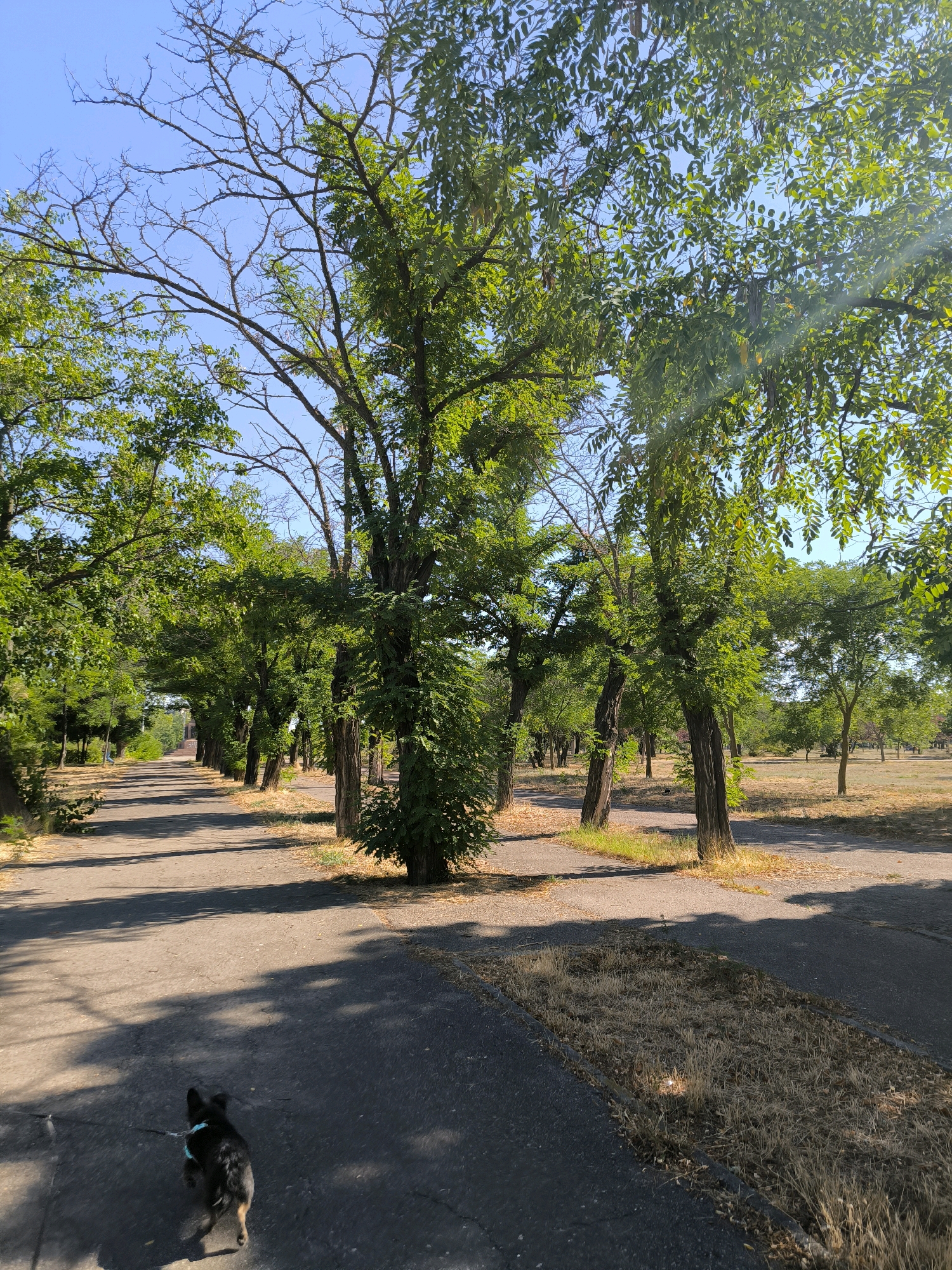 In Mykolaiv, Ukraine, a small black and tan dog on a blue leash walks away from the camera on an asphalt pathway through a park. The pathway is lined with tall trees with green foliage, casting shadows on the ground. The park appears to be dry and arid, with sparse, yellowed grass and fallen leaves visible in patches along the sides of the path. The sky is clear and blue. The scene suggests a warm, sunny day in the park.