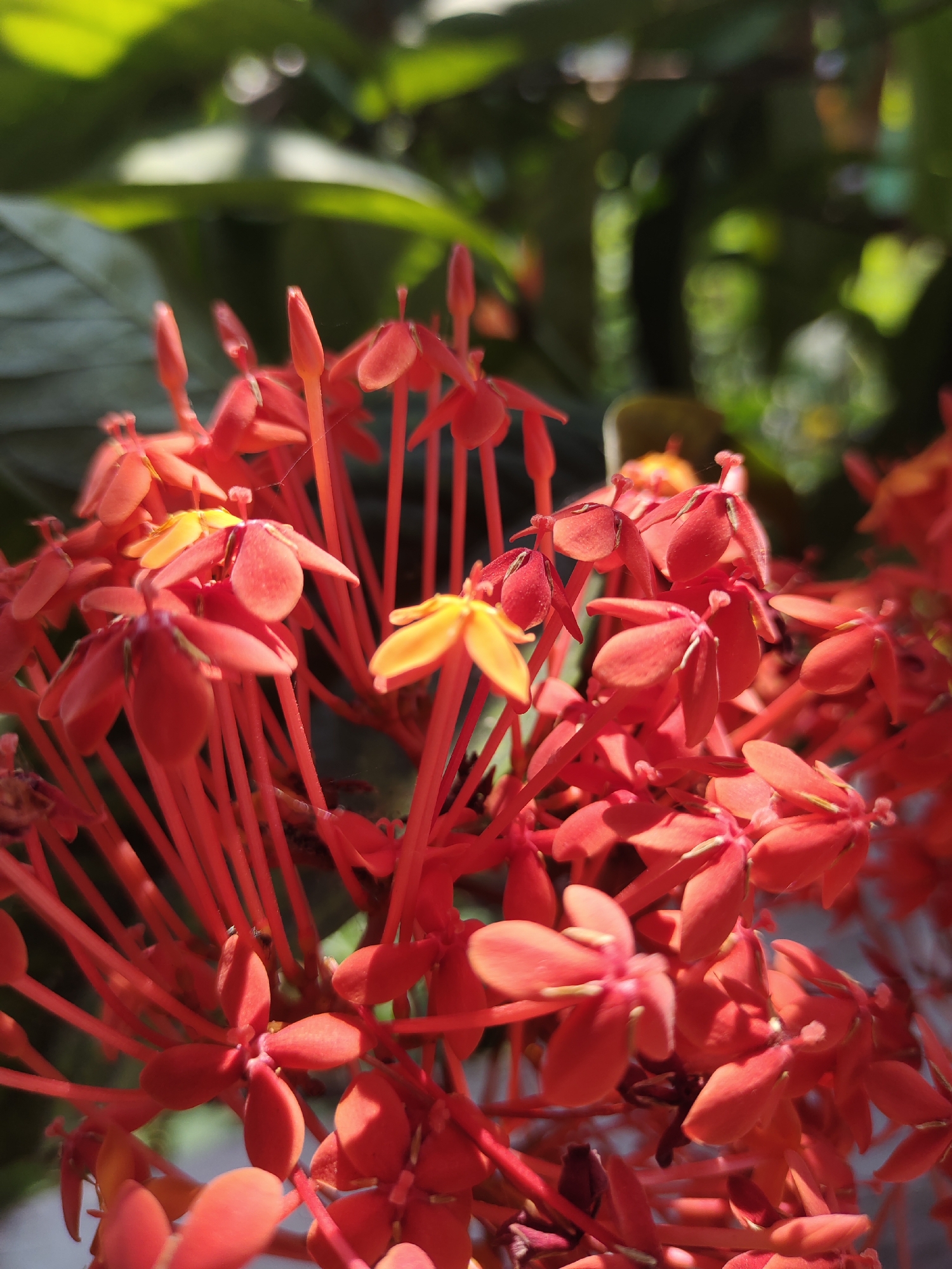 A close-up, high-angle shot captures a cluster of vibrant red Ixora flowers in bloom. The flowers are small, star-shaped, and arranged in dense, spherical clusters, with some featuring yellow centers. They are set against a blurred background of lush green foliage, suggesting an outdoor environment. Sunlight filters through the leaves, creating highlights and shadows that add depth to the image. The scene is likely located in a garden or natural setting within the city of Tangkil, Indonesia, a region known for its tropical flora. No people are visible in the frame.