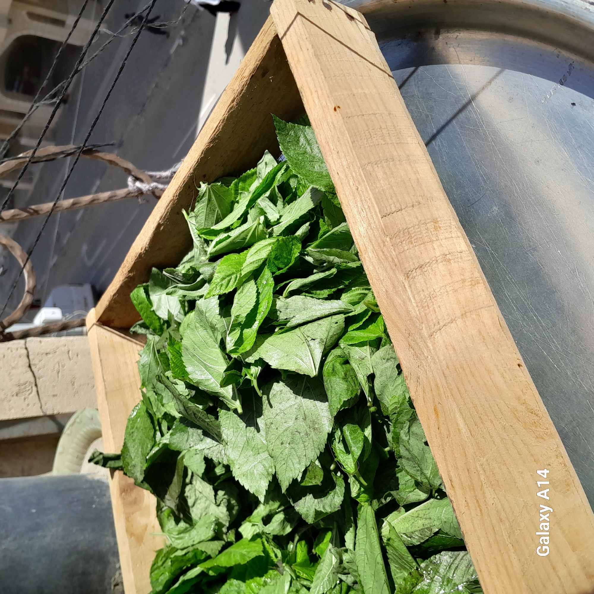 A low-angle, medium shot reveals a wooden box filled with green leaves set against an urban backdrop. The box, constructed from light-colored, unfinished wood, is brimming with vibrant green leaves. The leaves appear fresh and may be herbs or leafy greens. The box is positioned on or beside a large, round, metallic surface, potentially a tray or pan. In the background, elements suggestive of an urban environment are visible. Faintly discernible structures and objects imply a cityscape, but details are indistinct. The lighting suggests a bright, daytime scene. The label "Galaxy A14" is digitally imposed at the lower right of the image.