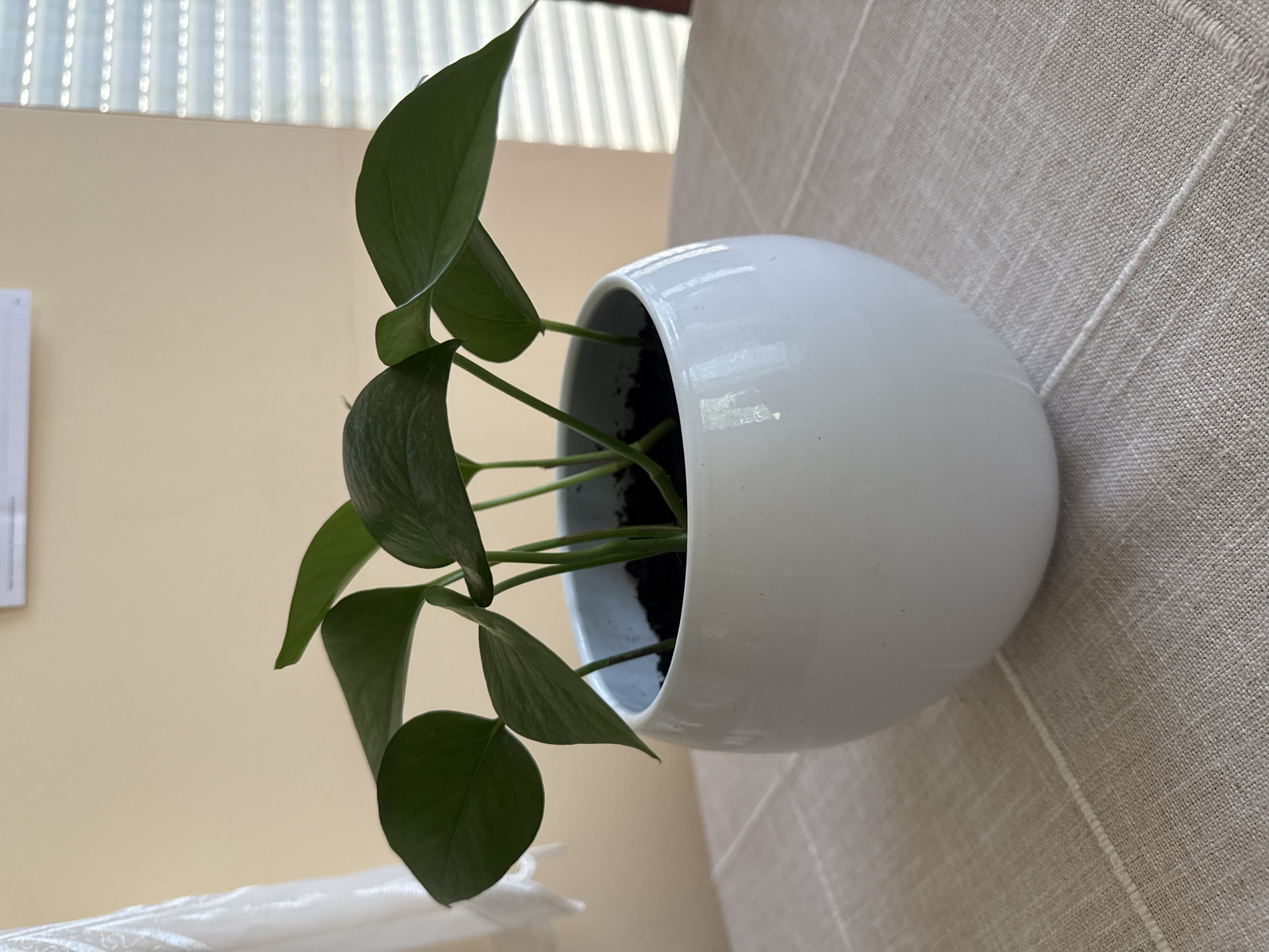 A small, healthy green potted plant is displayed in a round, white ceramic pot. The pot sits on a beige linen tablecloth with a subtle woven pattern. Behind the plant, a pale yellow wall is visible, with a white sheer curtain on the left and horizontal blinds on the right, suggesting an indoor setting. The lighting indicates it may be daytime, possibly near a window. The scene is uncluttered and peaceful. The location is the city of Sankt Andrä-Wördern, Austria.