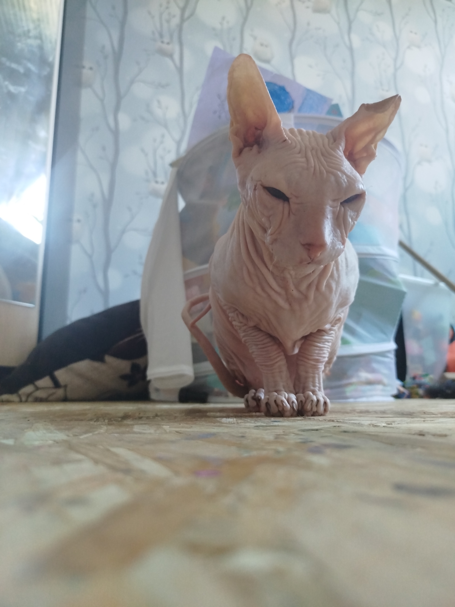 A sphynx cat is sitting on a wooden surface. The cat is pink with wrinkled skin and large ears. In the background, there is a wall with a tree pattern and some blurry objects. The image is taken from a low angle, close to the ground. The location is not identifiable from the image.