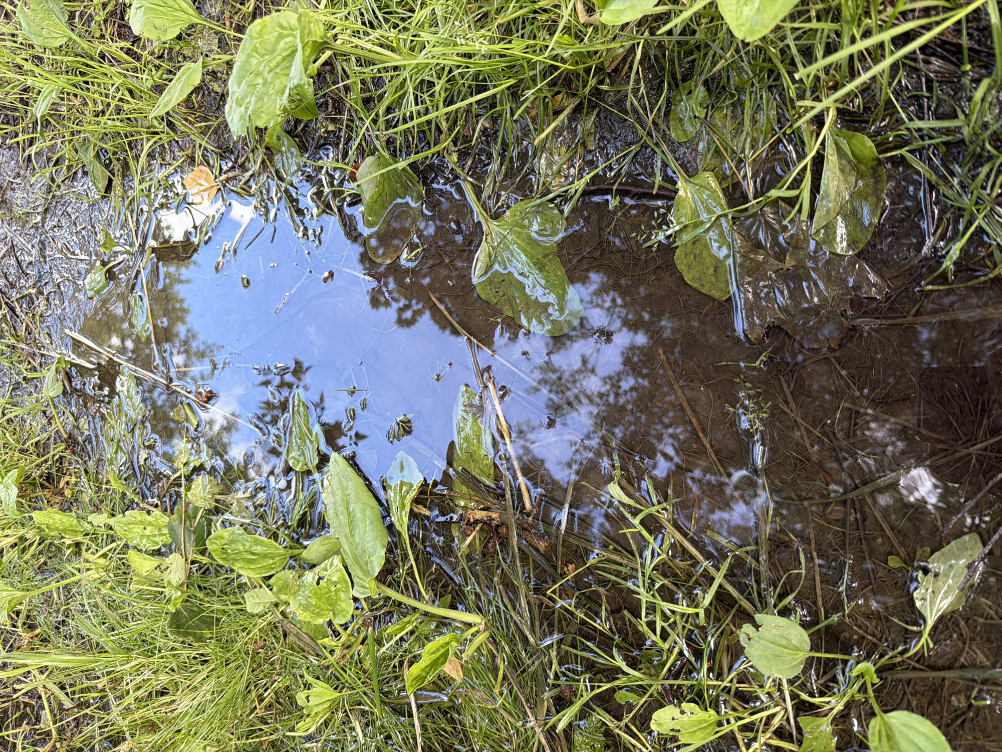 A top-down, close-up shot captures a shallow puddle of water surrounded by lush green grass and plant leaves. The water's surface reflects the blue sky and trees, creating a mirror-like effect. Debris, including leaves and twigs, is visible submerged beneath the water. The scene appears to be a natural setting, possibly a park or backyard, in Maloyaroslavets, Russia. There are no people or animals present. The lighting is bright, suggesting it is daytime.