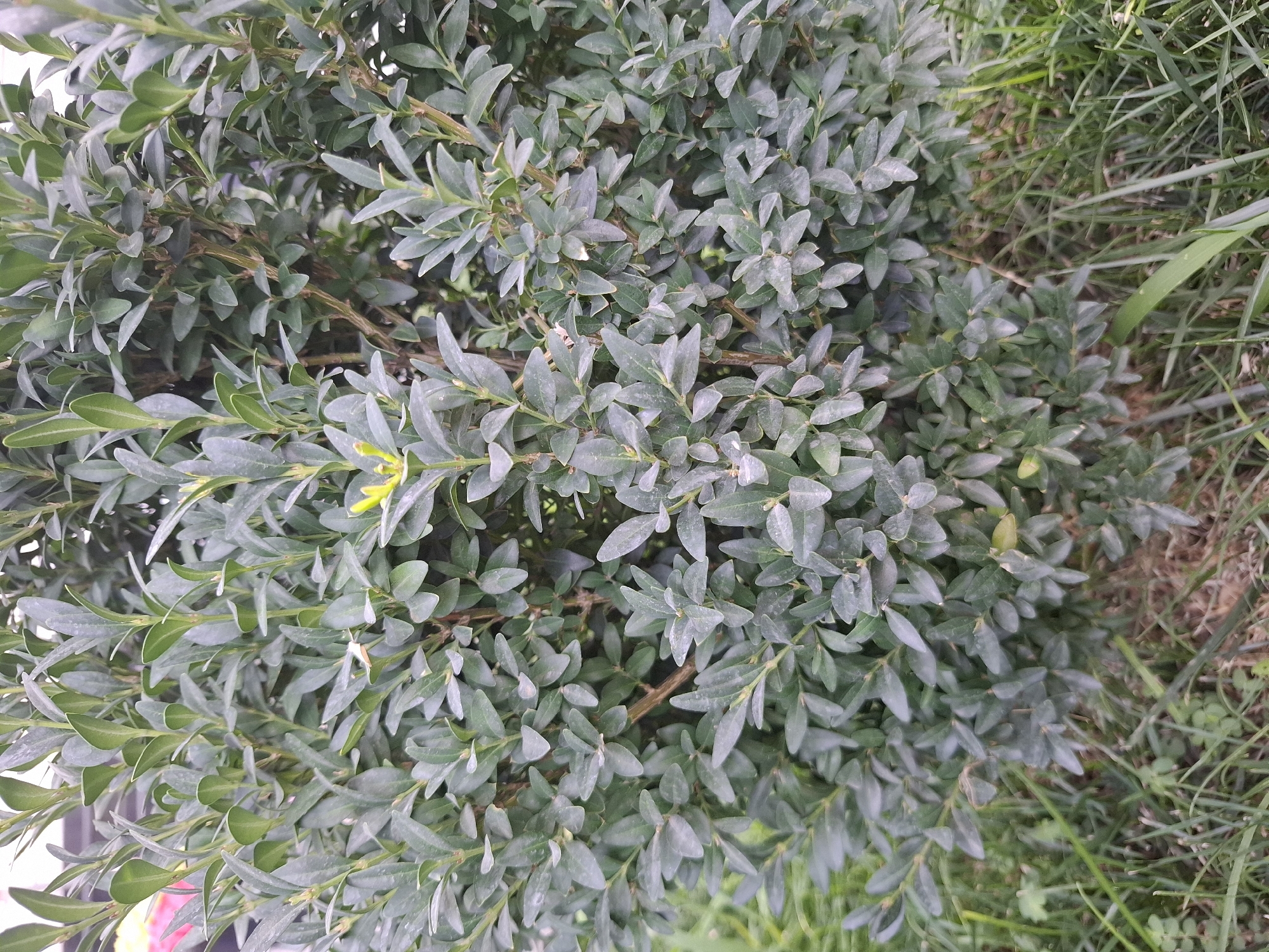 The image shows a close-up view of a dense green bush, possibly a boxwood, with small, oval leaves. The bush is well-maintained and appears to be in an outdoor setting, likely a garden or park. The leaves are a deep green with a slightly dusty or waxy appearance. Some of the branches are visible, showing a woody texture. In the lower part of the image, the bush transitions to the ground, which is covered in green grass and some dry, brown soil or mulch. There is a hint of other plants or foliage in the background, but they are out of focus. The lighting suggests it is daytime, with natural light illuminating the scene. The overall impression is of a healthy, established plant. The location is stated to be Tashkent, Uzbekistan, which would imply a climate suitable for this type of evergreen shrubbery. There are no people or animals visible in the image. The focus is entirely on the plant and its immediate surroundings.
