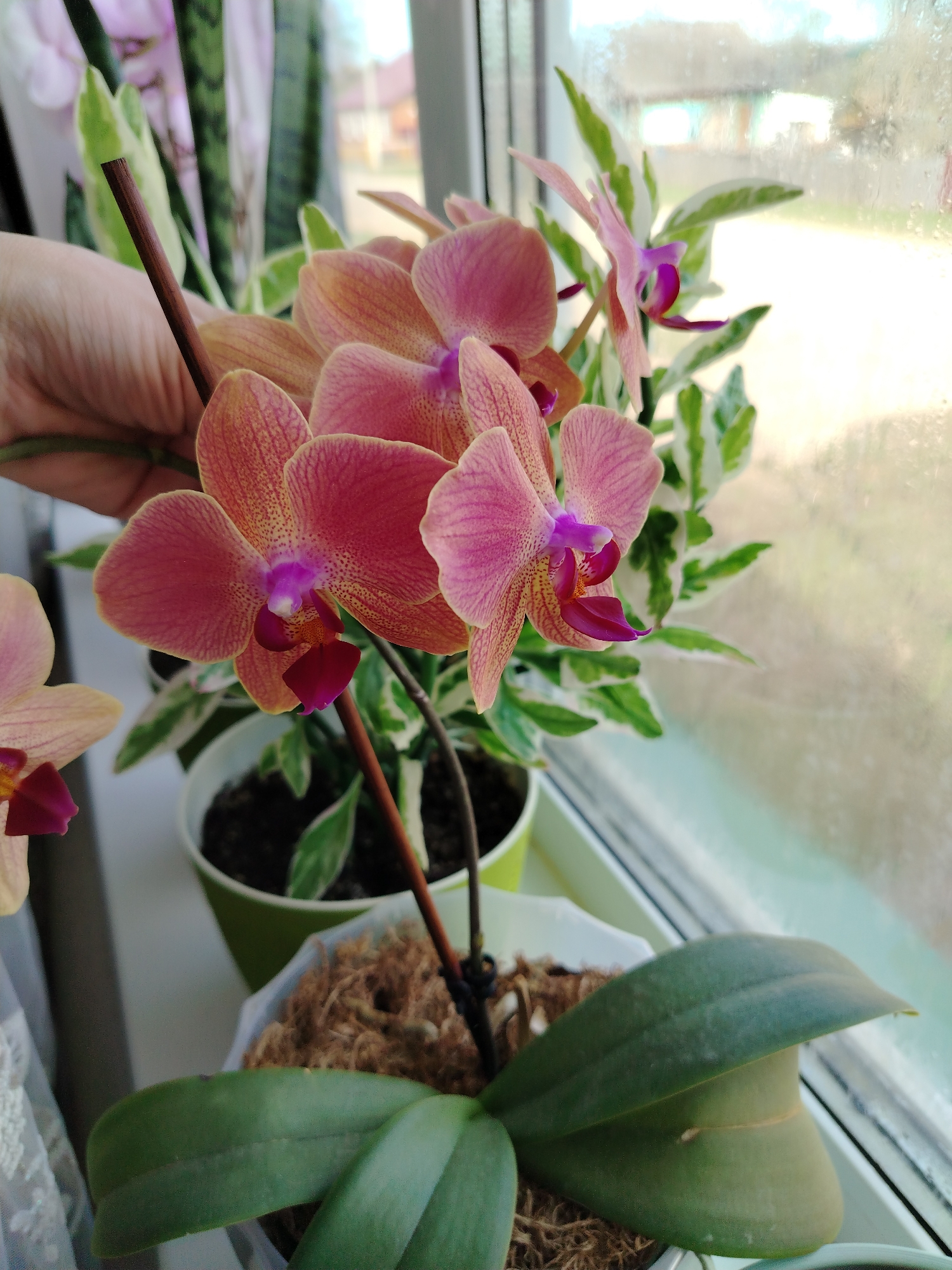 A close-up indoor shot shows a windowsill with potted plants, including a vibrant orchid with orange, pink, and purple flowers. The orchid is the focal point, with its flowers in sharp focus. Other plants are in the background, including a variegated leaf plant in a green pot. The windowsill is lightly frosted. A hand is partially visible, holding a stem or support. The scene is lit by natural light from the window. The location, Гожан, Russia, does not appear to have any specific attributes apparent in this image.