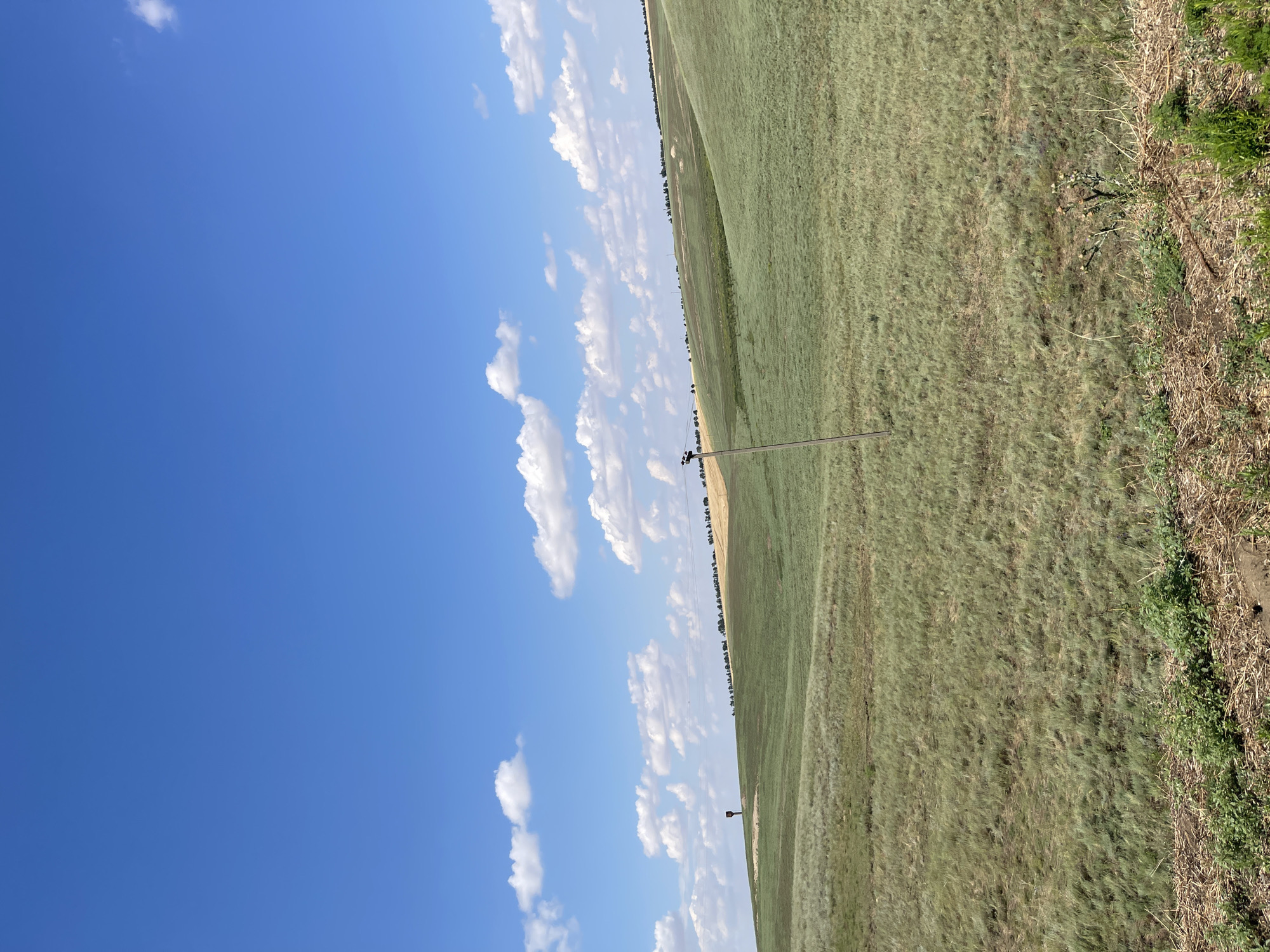 The image depicts a vast, undulating green landscape under a bright blue sky dotted with scattered white clouds. The terrain is covered in short, dry grass, with some areas appearing more yellow or brown, suggesting a cultivated field or a change in vegetation. In the mid-ground, a dark, solitary object stands on a small hill, possibly a marker or a piece of farm equipment. A telephone pole with wires is visible in the right mid-ground, with a few similar poles extending into the distance. The foreground shows a strip of denser, green vegetation and dry grass, indicating the edge of the field. The overall impression is one of a rural, open expanse.
