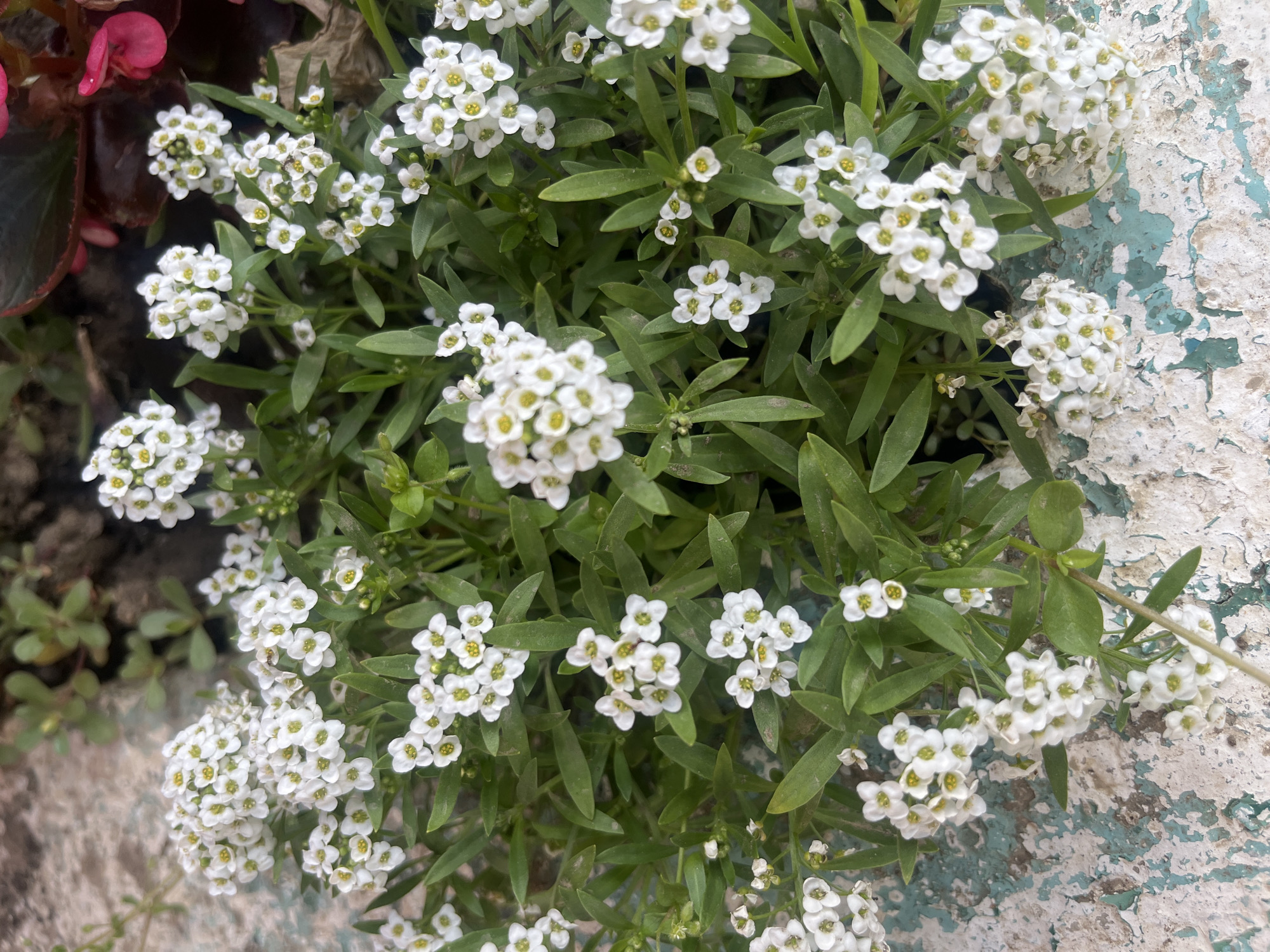 This is a close-up, overhead shot of a cluster of small white flowers with yellow centers, identified as Sweet Alyssum (Lobularia maritima). The flowers are arranged in dense clusters atop green, slender leaves. The backdrop is a textured, weathered surface with patches of light blue and white paint, likely a planter or decorative edging. In the upper background, out of focus, are hints of other plants, including dark red and pink foliage and flowers, possibly a Begonia, and other green vegetation. The image does not contain any people, actions, or interactions. The specific location in Uzhhorod, Ukraine cannot be determined from the visual information provided.