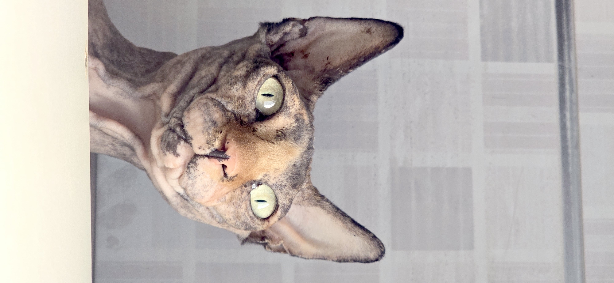 A headshot photograph, taken from the chest up, features a hairless cat with large, pale green eyes and pointed ears against a pale gray, patterned background. The cat's skin is wrinkled and displays a tortoiseshell pattern of gray and tan markings. Its nose is pink with dark spots. The cat is positioned in the foreground, with its head tilted slightly to the right. The background appears to be a tiled wall with a horizontal stripe near the top. The lower edge of the image shows a portion of a light-colored surface, likely a table or counter, on which the cat is resting. The lighting is soft and diffused, highlighting the cat's facial features. The image does not contain any information about the city of Baku, Azerbaijan.