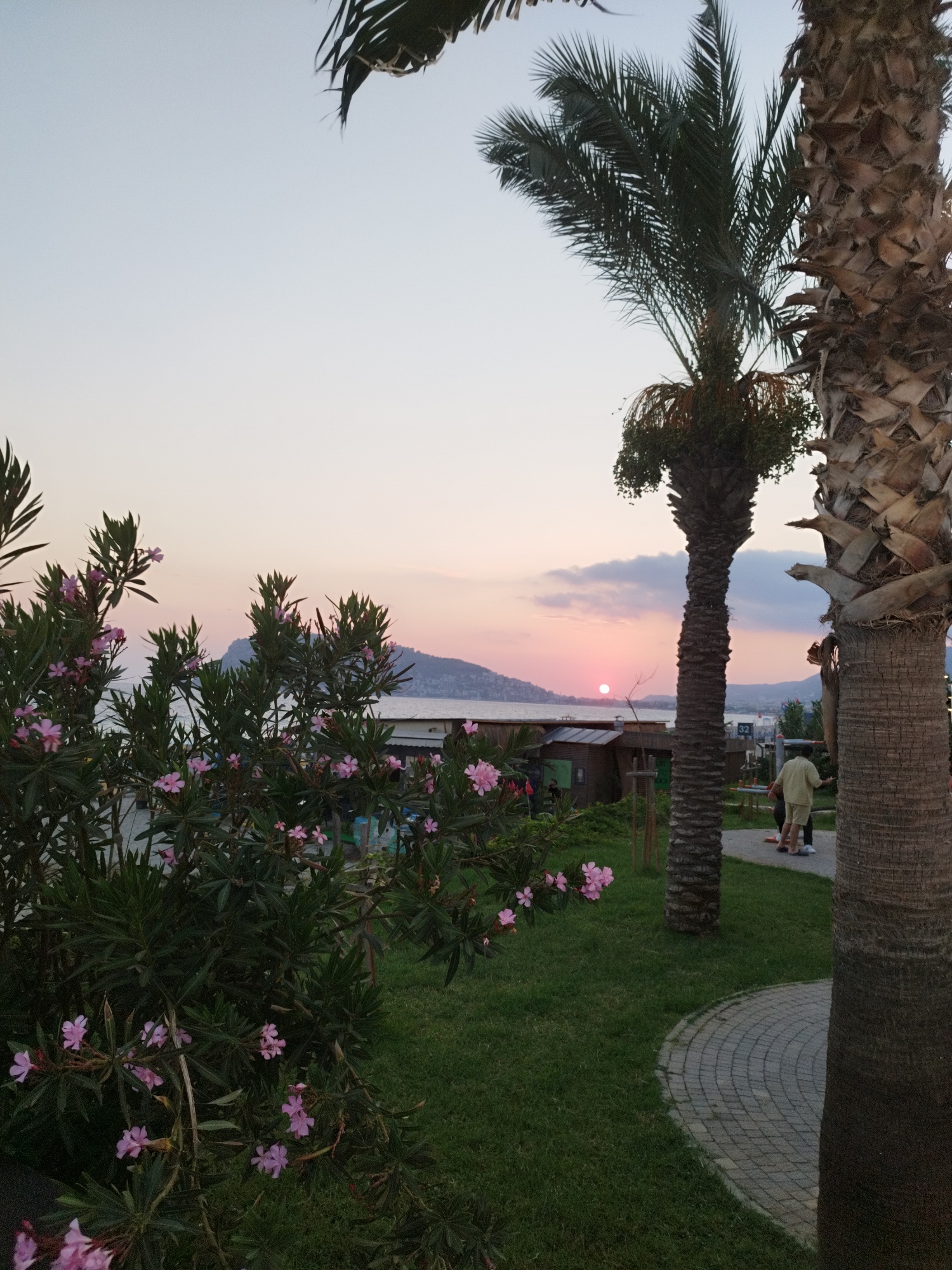 This image depicts a sunset scene in Alanya, Turkey. In the foreground, lush green grass is visible, interspersed with a winding, paved walkway. To the left, a dense bush with small pink flowers and dark green leaves dominates the frame. Two palm trees are present; one in the mid-ground with a textured, rough trunk and another larger one on the right, also with a rough, textured trunk. In the background, the sea is visible, and a pink sun is setting on the horizon, casting a warm glow on the sky. Hills or mountains can be seen in the distance. A few people are present, one person wearing a light-colored shirt and shorts, standing near the paved path, and two other figures partially visible. A small wooden structure with a green door is also present in the mid-ground. The overall atmosphere is tranquil and scenic, capturing a typical evening view in Alanya.
