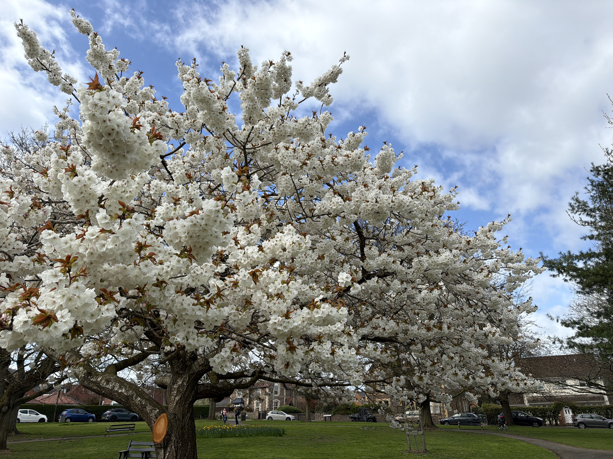 The image depicts a park in Malvern Hills, United Kingdom. Two prominent trees, heavily laden with white blossoms, dominate the foreground. The trees are located in a grassy area. A paved path winds through the park behind them. Several benches are situated beneath the trees. In the background, residential buildings are visible, along with parked cars. A few people can be seen walking in the distance. The sky is blue with scattered white clouds.