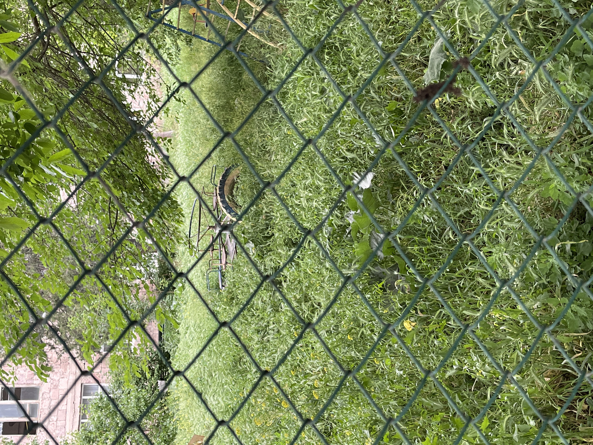 An outdoor scene is captured through a chain-link fence in a location that is unknown. The foreground is dominated by the green diamond pattern of the fence, obscuring some of the view. Beyond the fence, an overgrown area of tall green grass and weeds fills the mid-ground. Scattered throughout the grass are a few small yellow flowers. In the background, a brick building with windows is visible, partially obscured by lush green trees. To the right, a portion of a playground structure with a blue ladder and yellow metal supports can be seen peeking through the foliage. A single, faded carousel-like piece of playground equipment is lying on its side in the overgrown grass, suggesting disuse and neglect. The overall impression is one of a forgotten or abandoned space.