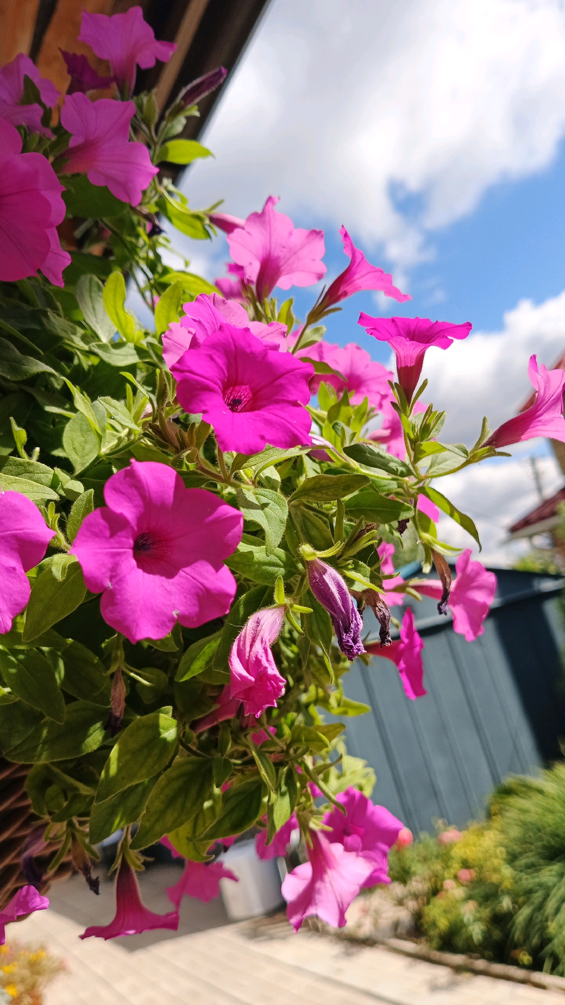 In Kryvyi Rih, Ukraine, a cluster of vibrant pink petunias is captured in a close-up shot, with the bright blue sky and white clouds serving as a backdrop. The flowers, with their trumpet-shaped blooms, are abundant, some fully open and others still in bud. Lush green leaves surround the blossoms, and a few withered flowers suggest the natural cycle of growth and decay. The scene appears to be an outdoor setting, possibly a balcony or garden, with hints of wooden structures and a gray fence visible in the background. The sunlight casts subtle shadows, highlighting the delicate textures of the petals and leaves.