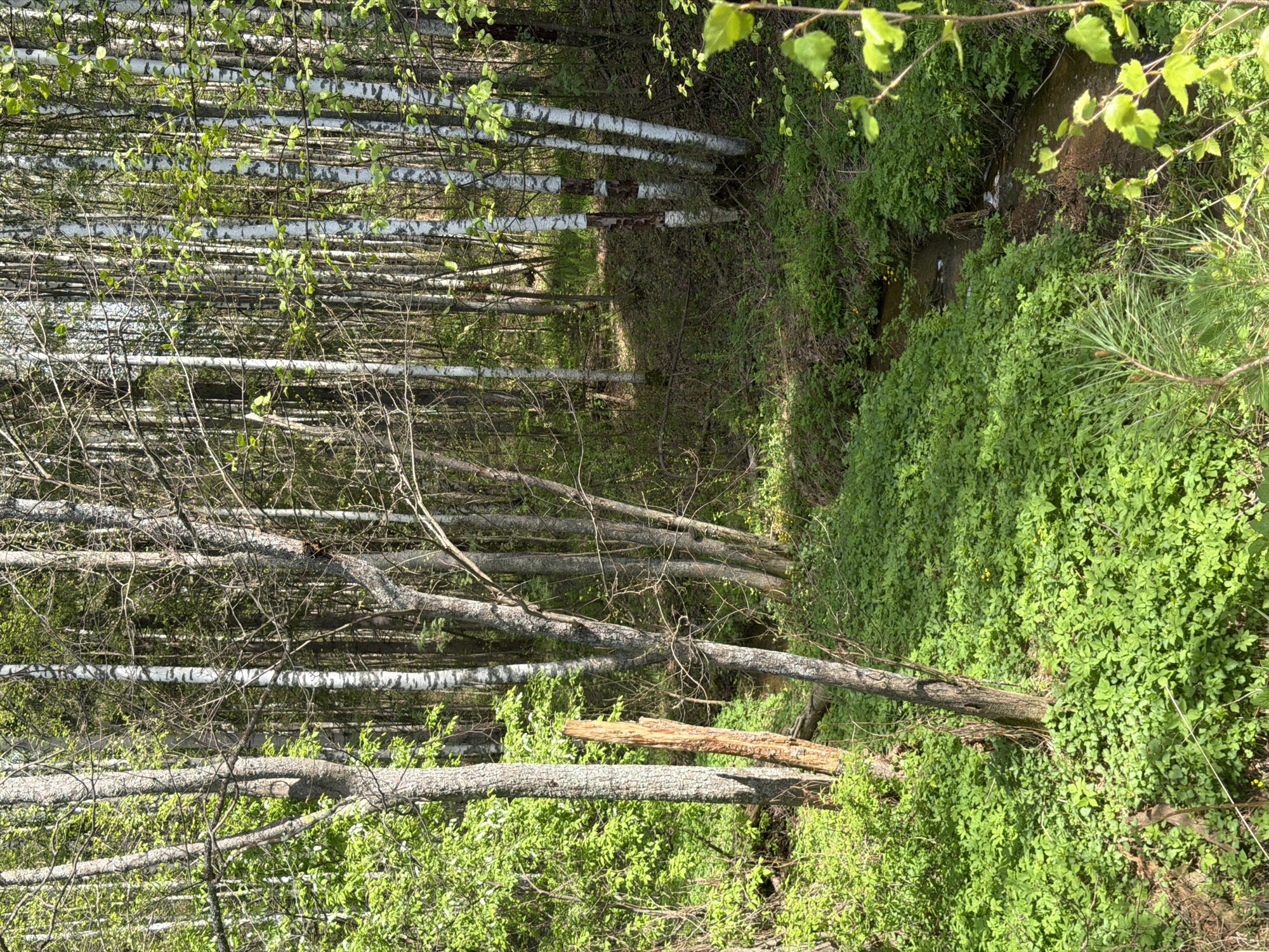 The image depicts a forest scene in Ural'skoe, Russia. The area has a mix of birch trees, with their characteristic white bark, and other deciduous trees with green leaves. There's a dense ground cover of lush green vegetation. A small stream or ditch is visible in the background. Several fallen trees lie horizontally across the frame, adding to the forest's untamed look. No people or animals are immediately visible. The lighting suggests it's daytime, with sunlight filtering through the trees.