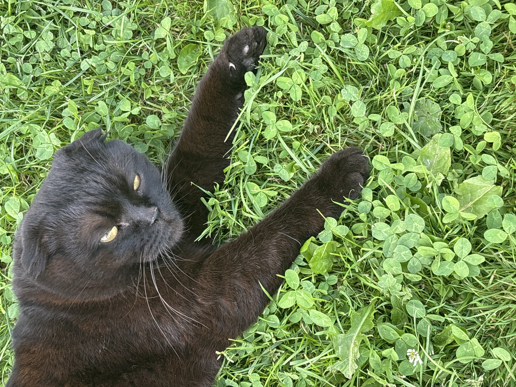 A black cat with folded ears and yellow eyes lies on a patch of grass and clover. The cat is positioned on its side, with its front paws extended towards the right side of the frame. The grass is green and appears to be well-maintained. The cat's fur is dark and sleek. The image is taken from a top-down perspective. The location is specified as Дунилово, Russia.