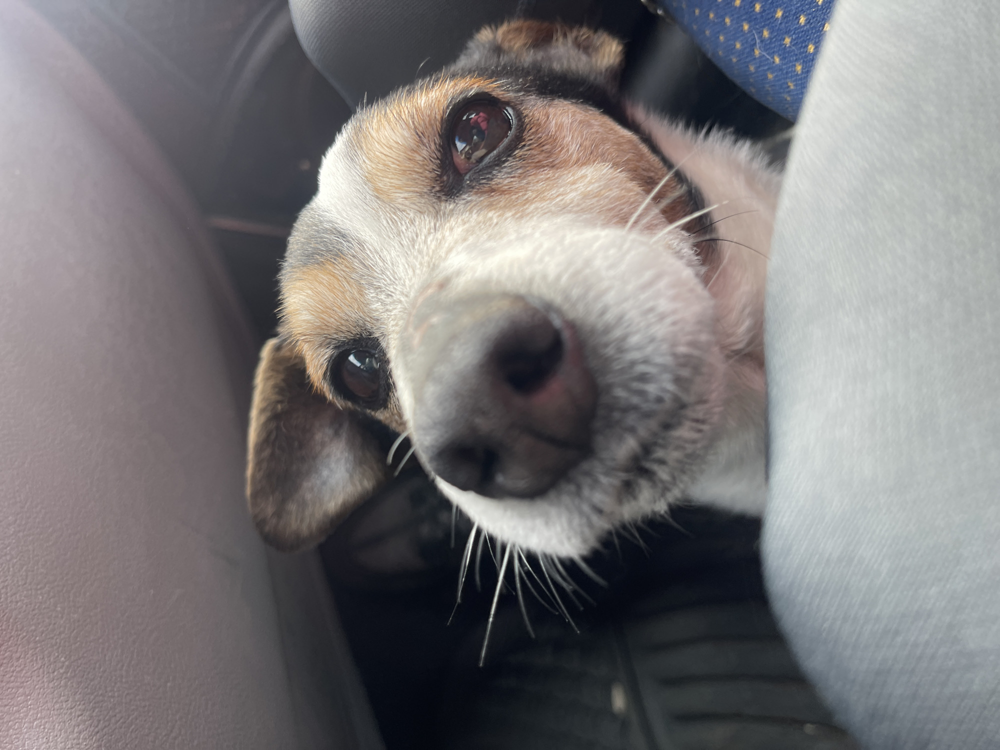 A close-up, eye-level shot shows a dog with brown, white, and tan fur resting in what appears to be a car. The dog's nose is large and dark, with several long, white whiskers. The eyes are dark and reflective, and the ears are floppy. The surrounding environment includes gray upholstery and a blue patterned seat. The location is not evident from this image.