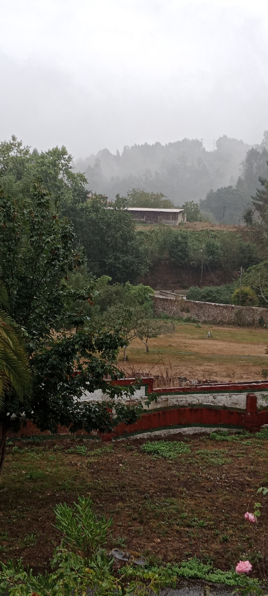 A vertical, medium shot shows a misty, overcast day in a rural landscape. In the foreground, a lush green tree with dark leaves dominates the left side of the frame. Below it, a red and white railing with green trim curves across the lower portion of the image, leading to a walkway. The middle ground features a patch of dry, yellow grass and a low stone wall running horizontally. In the distance, a long, wooden structure with a corrugated roof sits on a hillside, partially obscured by trees. The background consists of a dense forest fading into a hazy, fog-laden sky. The scene is devoid of human presence. The image appears to be taken in the municipality of Pravia, Spain, given the characteristic hilly terrain and vegetation.