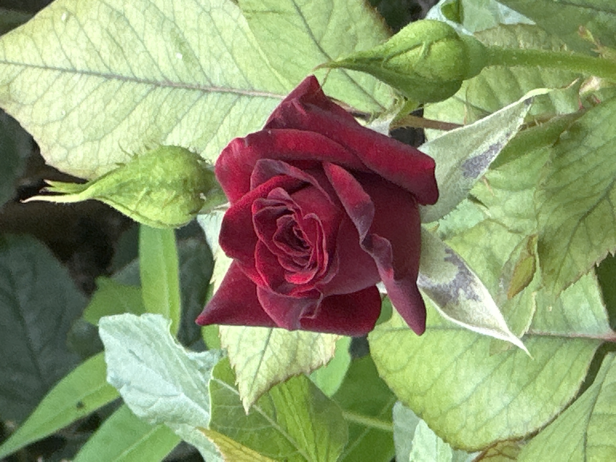 A close-up, high-angle, eye-level, full shot captures a deep red rose in bloom, surrounded by green leaves and two rosebuds. The rose's petals are tightly unfurled, revealing intricate layers and a dark, velvety texture. One rosebud, pointed and green, is positioned above and to the right of the rose, while another, slightly larger bud, sits below and to the right. The surrounding foliage consists of various shades of green, with some leaves exhibiting lighter hues and vein patterns. The background is a blur of darker green, suggesting a garden setting. There are no people or animals visible in the image. The scene is likely in Lobacheve, Ukraine, a village known for its natural beauty and rural landscapes.