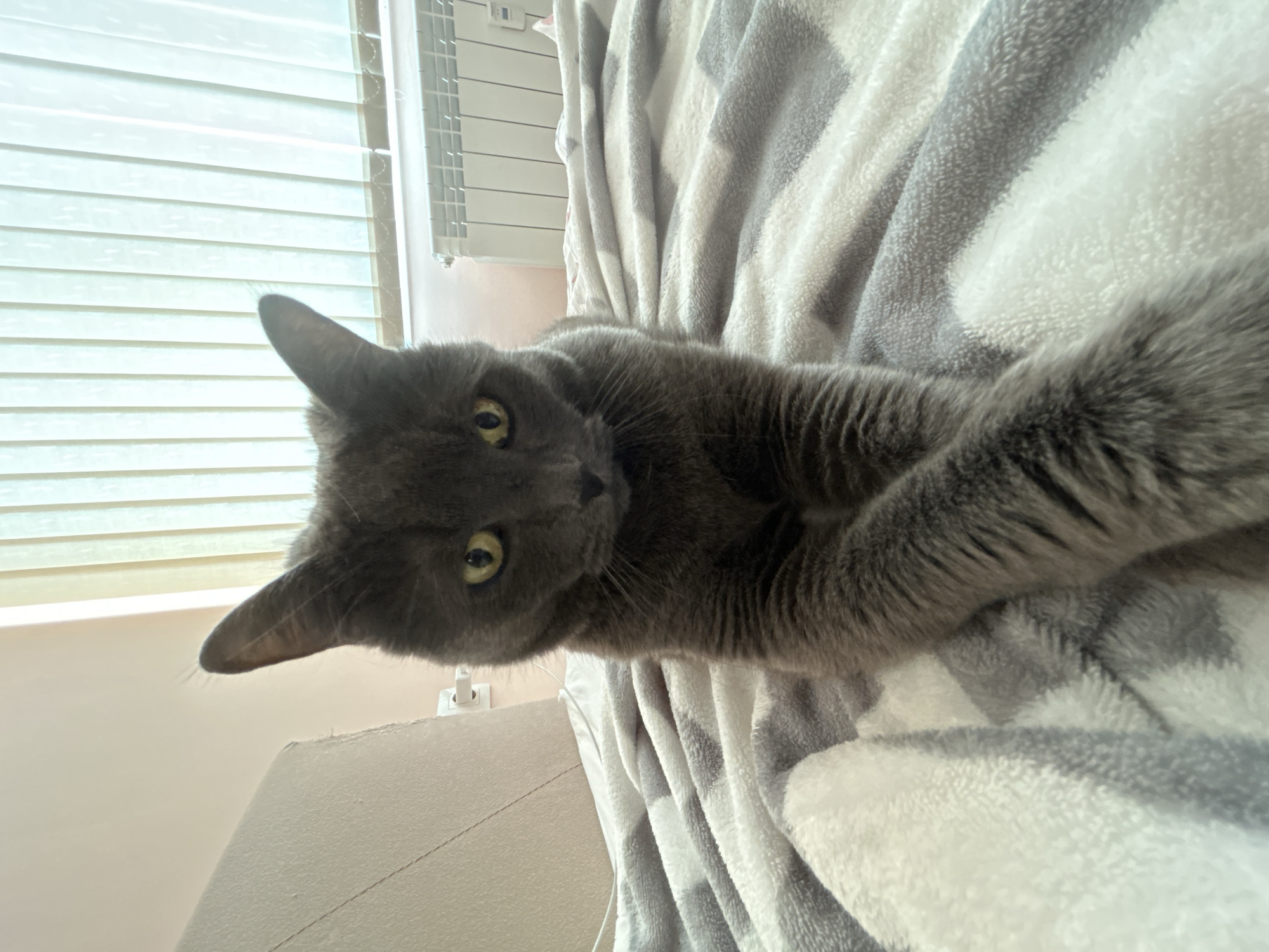 A gray cat with yellow eyes is lying on a gray and white patterned blanket. The cat is positioned in the center of the image and appears to be looking at the camera. In the background, there is a window with white blinds and a radiator. The environment appears to be inside a domestic setting. The location is not discernible from the image and cannot be identified as Veliko Tarnovo, Bulgaria.