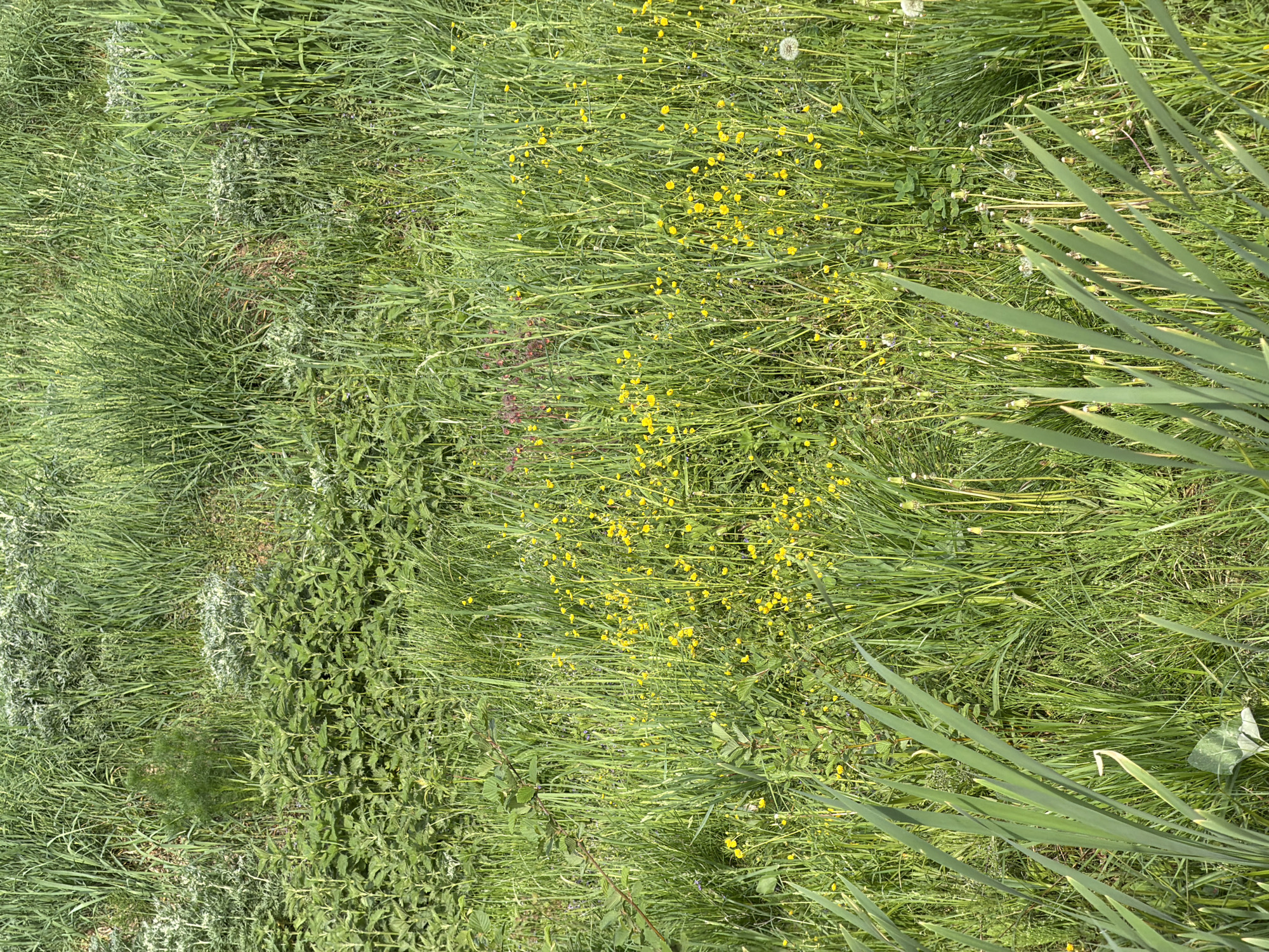The image shows a patch of overgrown grass and weeds, likely in Прикамский, Russia. The vegetation consists of various shades of green, with clumps of tall grass interspersed with shorter, denser patches. Patches of yellow wildflowers are visible in the central and right portions of the image. There are tall, thin, green leaves that appear to be irises on the right side. The grass is not freshly cut, suggesting a wild or unkempt area. Some dead, brown stems are also present, scattered throughout the grass.