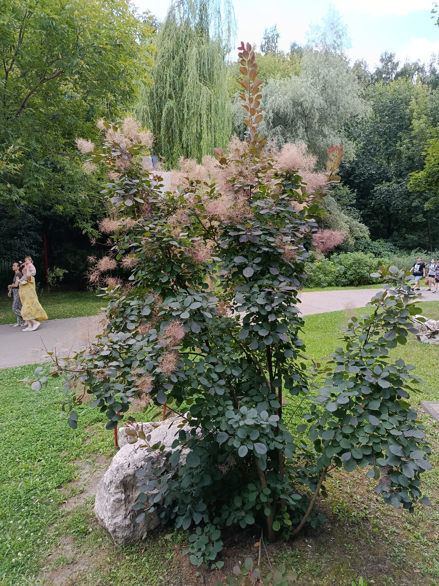 In a park setting, likely in Moscow, Russia, a smoky purple smoke bush with feathery pinkish plumes is the central focus, positioned on the left side of the frame, near a large grey boulder. The bush displays dark green, rounded leaves. Behind it, a paved pathway curves through a grassy area.
On the pathway, to the left, two women and a small child are walking away from the camera. The woman on the left wears a dark top and patterned pants, while the woman on the right is in a yellow dress and carrying the child on her shoulders. Further down the path, to the right, a group of three individuals, two women and one man, are walking towards the camera.
The environment is lush and green, with various trees and foliage forming a dense backdrop. A weeping willow tree with long, trailing branches is visible behind the smoke bush, to the left. Other trees, including deciduous and possibly some coniferous varieties, create a layered canopy. The ground is covered in short green grass, with some areas of sparser vegetation and exposed soil. The lighting suggests it is daytime, with overcast or diffused sunlight.
