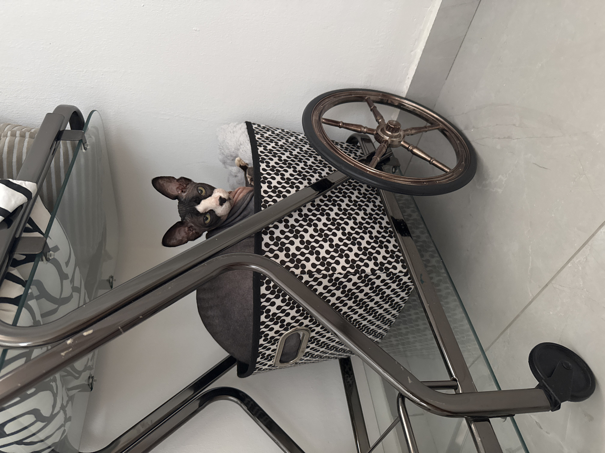 A Sphynx cat is sitting in a decorative basket on a wheeled cart. The cat has a hairless body with black and white markings on its face and ears. It is looking directly at the camera with a slightly curious expression. The basket has a black and white geometric pattern and is lined with a gray blanket. The cart is made of dark metal with a glass shelf above the basket. A large, decorative wheel with copper spokes is attached to the side of the cart. The background is a plain white wall and a light gray tiled floor. The scene appears to be indoors, possibly in a home. The location in the city of Netanya, Israel cannot be determined from the visual information in the image.