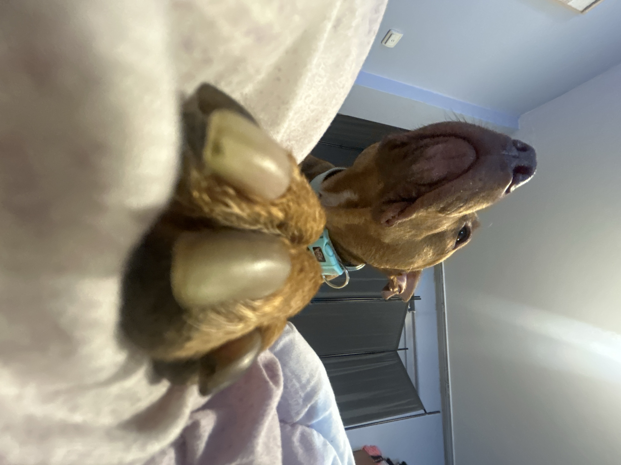 A low-angle, portrait-oriented image depicts a brown dog with prominent, unclipped claws, lying on a surface covered with white and lavender bedding. The dog wears a light blue collar. In the blurred background, a window with open gray blinds is visible, suggesting an indoor setting. The location is Unknown, Unknown.