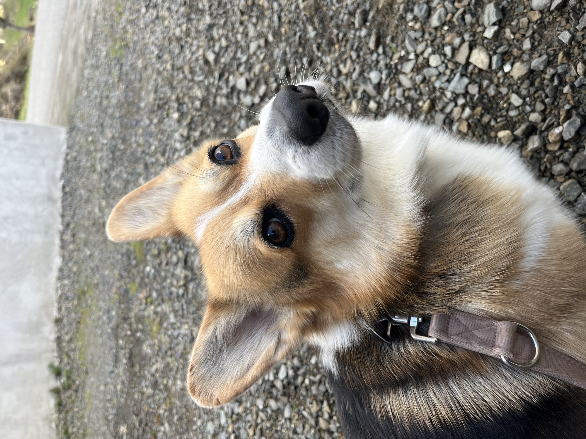 A tri-color Pembroke Welsh Corgi is depicted in a close-up, eye-level portrait. The dog, predominantly brown, black, and white, occupies the lower two-thirds of the frame. Its head is slightly tilted upwards and to the right, with dark brown eyes focused on an unseen point above the camera's perspective. Erect ears, a black nose, and visible white whiskers are prominent features. A light brown fabric leash, secured by a silver-colored metal clip, is attached to a D-ring on a collar around the dog's neck. The dog is positioned on a ground surface composed of grey and brown gravel, interspersed with minimal green vegetation. The background is out of focus, revealing a light grey concrete or stucco wall to the left and a blurred dirt or gravel path with indistinct, leafless trees or shrubs to the right. The outdoor scene is consistent with a path or yard within the city of Callbach, Germany.