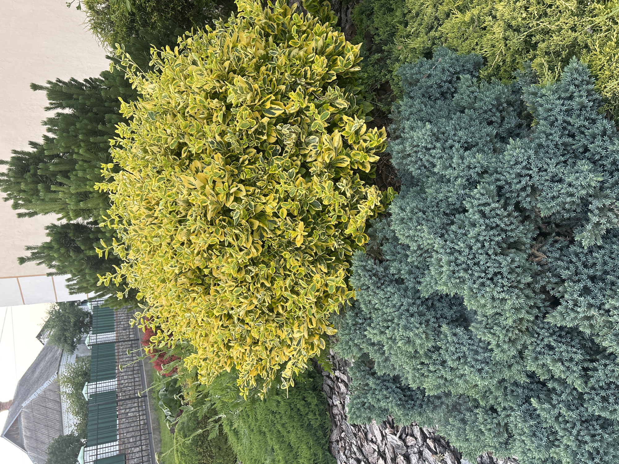 The image depicts a well-maintained garden area outside a residential building. In the foreground, a prominent, bushy plant with variegated yellow and green leaves is the central focus. To its left and in front, a dense, low-growing evergreen shrub with a blue-green hue covers the ground. To the right of the yellow and green bush, another evergreen shrub with a lighter, more yellowish-green color is visible. The ground around these plants is mulched with dark brown bark chips. In the background, several tall, conical evergreen trees rise behind the bushy plants. Further back, a green metal fence with white-topped pillars separates the garden from a street or pathway, and beyond the fence, a house with a grey, pitched roof is visible. The scene appears to be in a suburban or residential area. This garden is located in the city of Bila Tserkva, Ukraine.