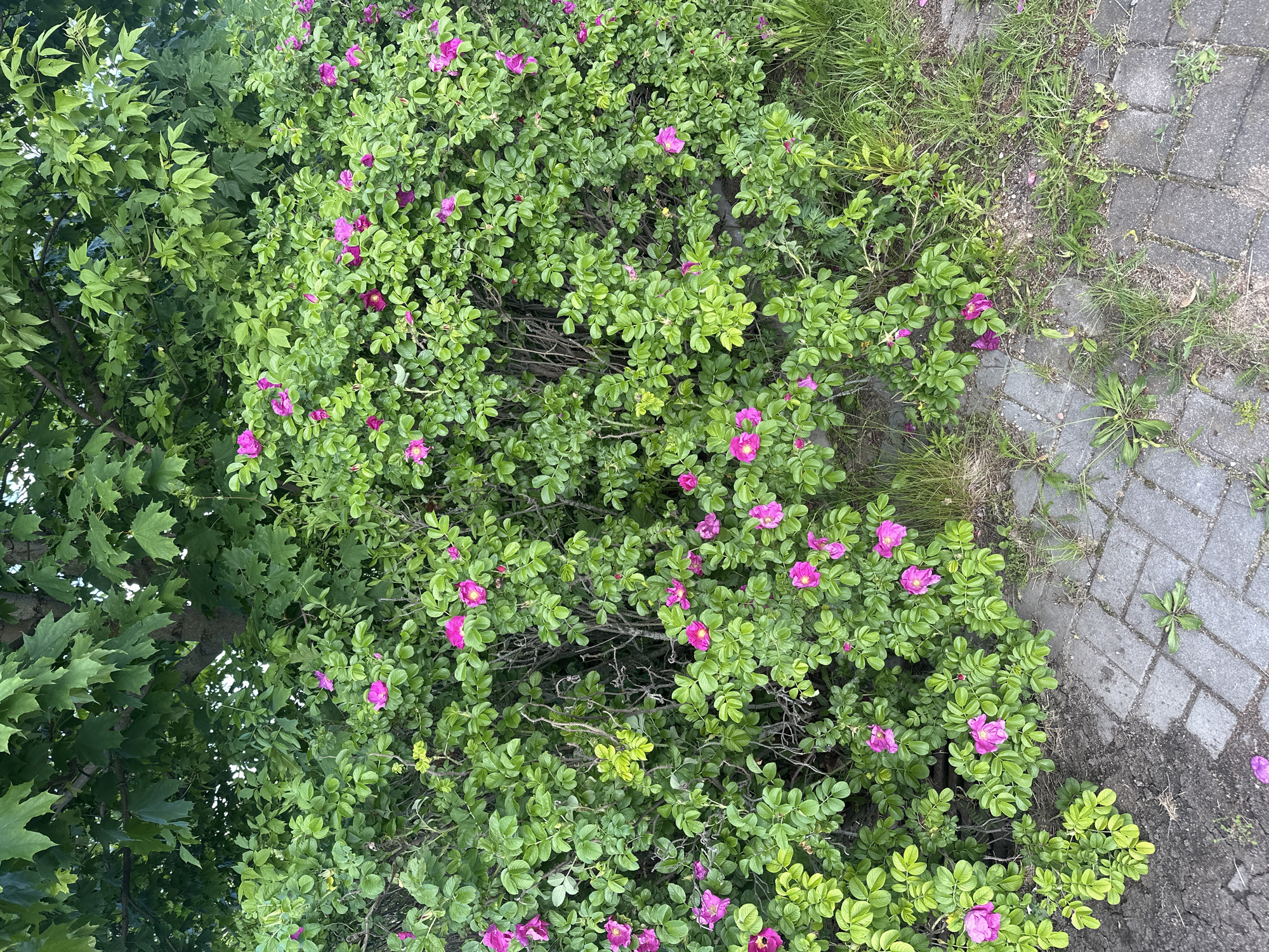 The image shows a dense rose bush with pink flowers, situated next to a brick pavement and some grass. A leafy tree is visible on the left side of the frame. The location is unspecified within Minsk, Belarus. There are no people visible in the image.