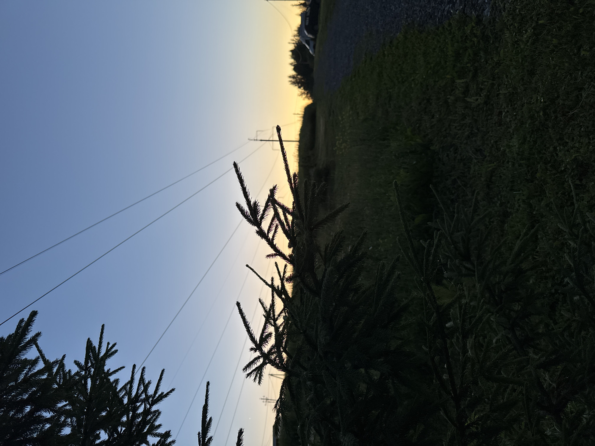 The image depicts a rural landscape at dusk with power lines stretching across a clear sky transitioning from deep blue to a faint yellow at the horizon. In the foreground, the dark silhouette of a coniferous tree's branches partially obscures the view. To the right, a gravel path runs alongside a grassy area, and in the distance, several vehicles are parked near a treeline. The overall scene suggests a quiet evening in a semi-rural setting, possibly the village of Staroye Mikhailovskoye, Russia, given the presence of power lines and the natural environment. There are no people visible in the image.