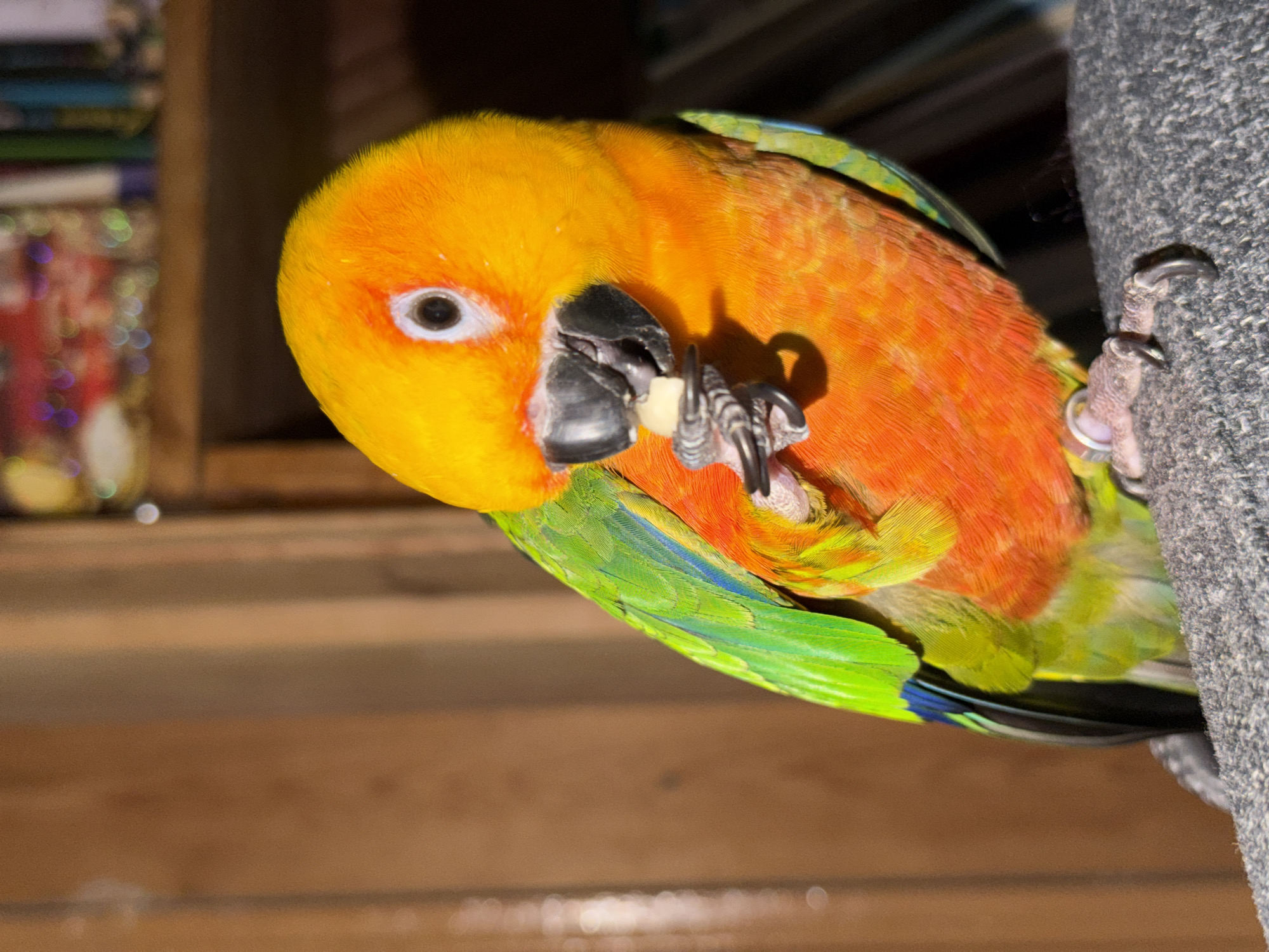A sun conure parrot, with vibrant orange and yellow plumage on its head and chest, and green and blue on its wings, is perched on a gray, textured surface. The parrot is holding a small, light-colored piece of food in its beak and its talons. The background consists of blurred elements, including what appears to be wooden paneling on the left and a bookshelf with colorful objects on the right. The lighting suggests an indoor environment, possibly illuminated by a warm light source, casting shadows on the parrot and the surface it is on. There are no people visible in the image. The image is a close-up shot focusing on the parrot. There is no information available about the location of Udelnaya, Russia.