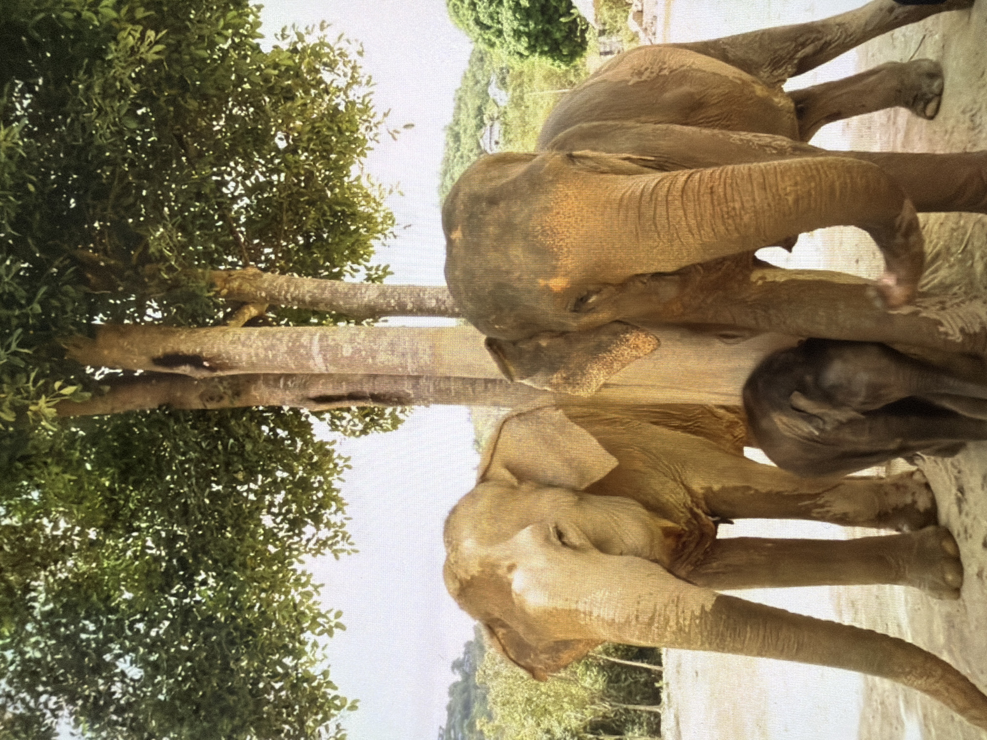 The image captures a serene outdoor scene featuring a family of elephants. Two adult elephants are prominently displayed, with a smaller baby elephant (calf) nestled between them. The adult elephant in the foreground, facing towards the left, exhibits visible tusks and textured skin. The other adult elephant is partially visible, primarily its head and trunk, appearing to be attentive to the calf. The baby elephant's head and part of its body are seen, resting securely between the larger animals.
To the left of the elephants, a large tree with a thick trunk and dense green foliage stands tall, casting dappled shadows. Beyond the tree and the elephants, a landscape of lush green trees and distant hills under a bright sky suggests a natural or semi-natural environment, such as a wildlife sanctuary or reserve. The ground beneath the elephants appears to be earthy or sandy. The lighting indicates it is daytime, with soft illumination. The elephants convey a sense of calm and familial bonding. No text is visible in the image.