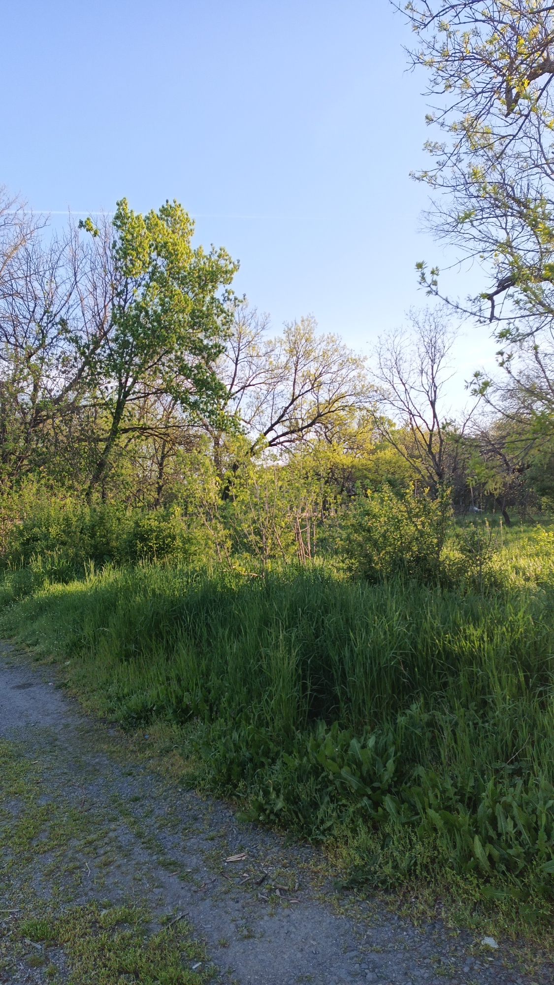 The image shows a gravel path bordered by tall, green grass and a densely vegetated area of bushes and trees. The trees are in various stages of leaf development. The sky is clear blue. The location appears to be a park or wooded area in Unknown, Unknown. There are no people present in the image.