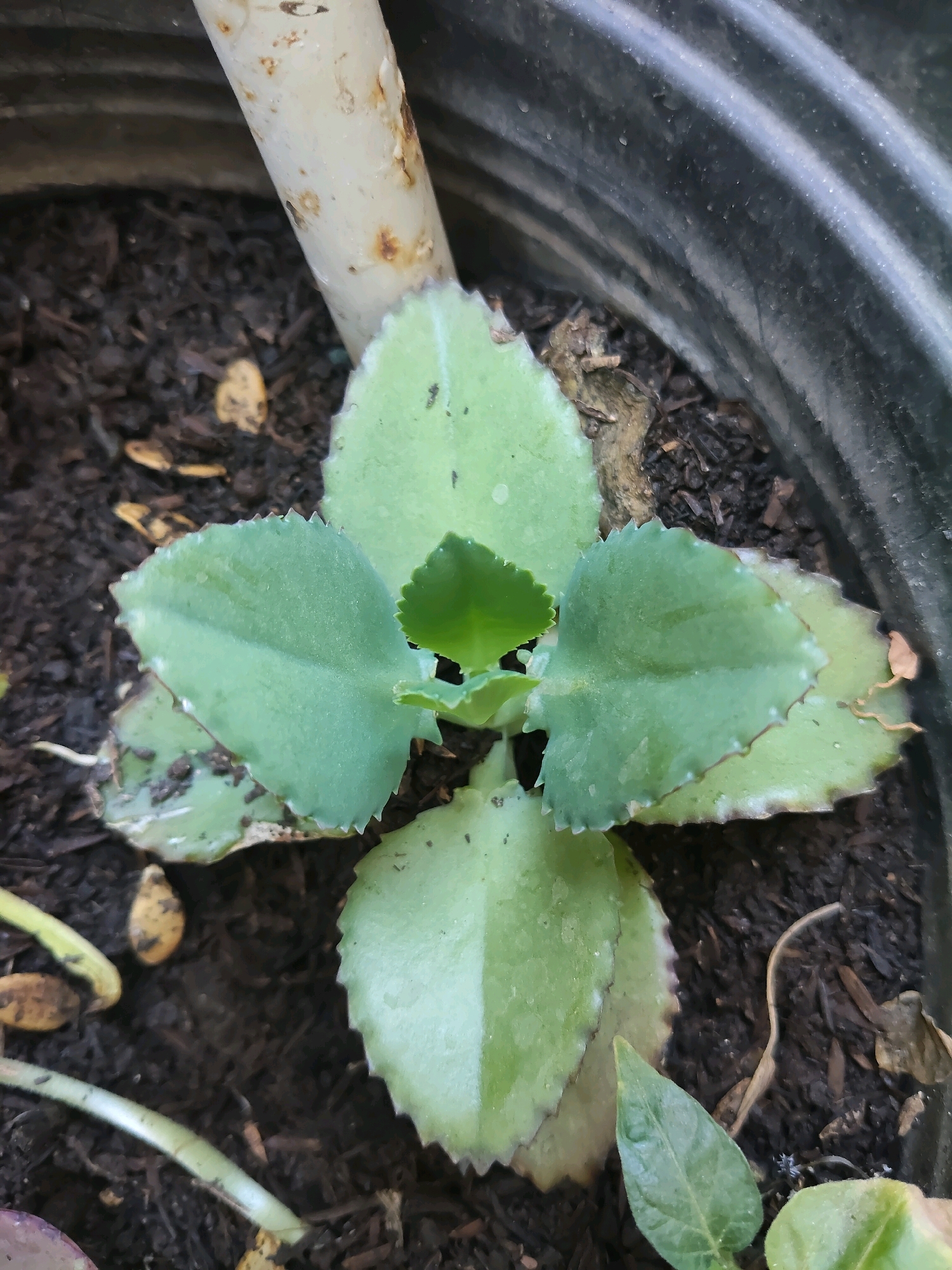 The image shows a small, succulent plant with thick, rounded leaves in a black pot filled with dark soil. A white, weathered pipe with rust spots runs diagonally across the top left of the frame, and the textured inner wall of the pot is visible on the right. The plant has several leaves, some with a serrated edge and a lighter green hue in the center. The soil appears moist and contains small bits of organic matter. The scene is a close-up shot, focusing on the plant and its immediate surroundings. The location is not specified in the image itself, and therefore cannot be determined to be Kupang, Indonesia.