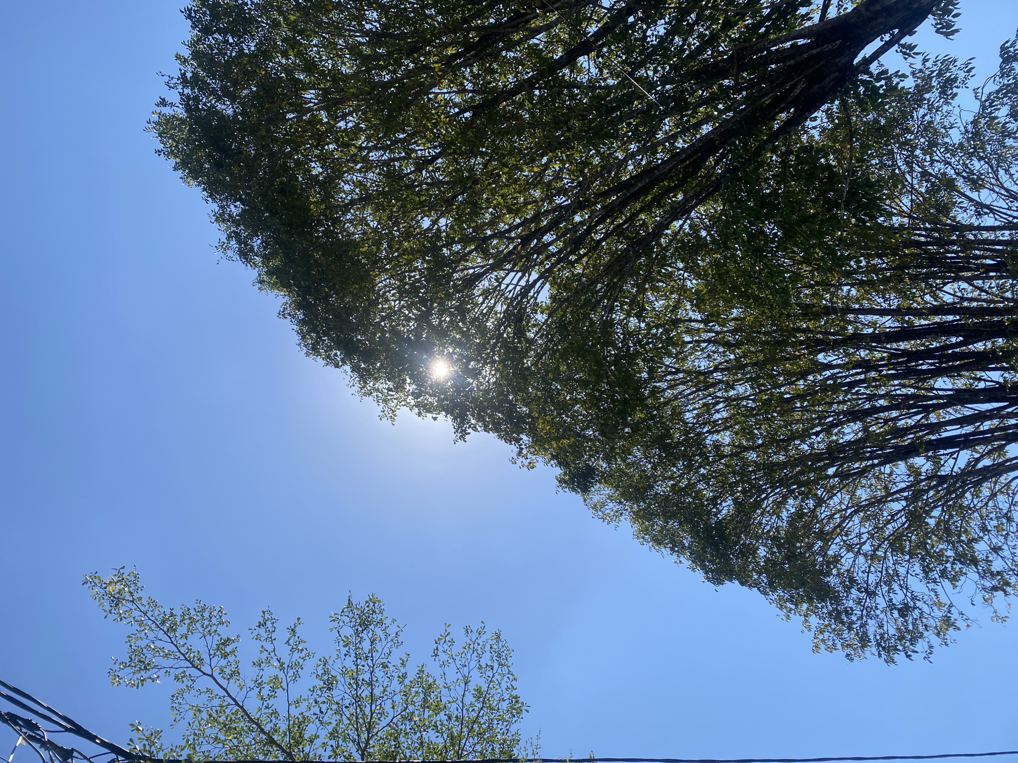 This image shows a bright, clear blue sky with the sun shining through the branches and leaves of several trees. The sun's rays are visible, creating a lens flare effect. On the left side of the image, a section of power lines runs vertically. In the foreground, the leaves of the trees are green and abundant, with some branches visible. The overall impression is one of a sunny day with a lot of foliage against a stark blue sky. The scene could be a park, a residential area, or any outdoor space with trees and power lines in Banjarbaru, Indonesia.