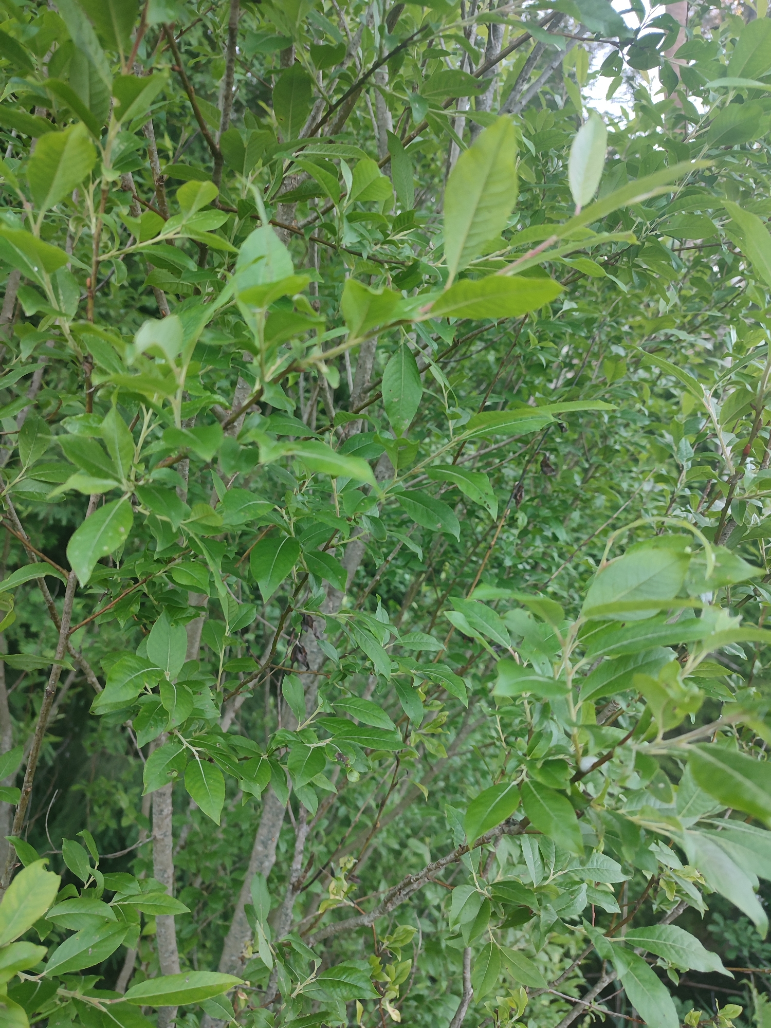 A close-up shot showcases the lush green foliage and thin branches of a tree. The leaves are elongated and pointed, with visible veins. Several slender, greyish-brown branches crisscross the frame, supporting the vibrant green leaves. The background is a soft blur of more green leaves, suggesting a densely vegetated area. The lighting appears to be natural, possibly overcast or shaded, as there are no harsh shadows. The image was taken in the city of Chashcha, Russia.