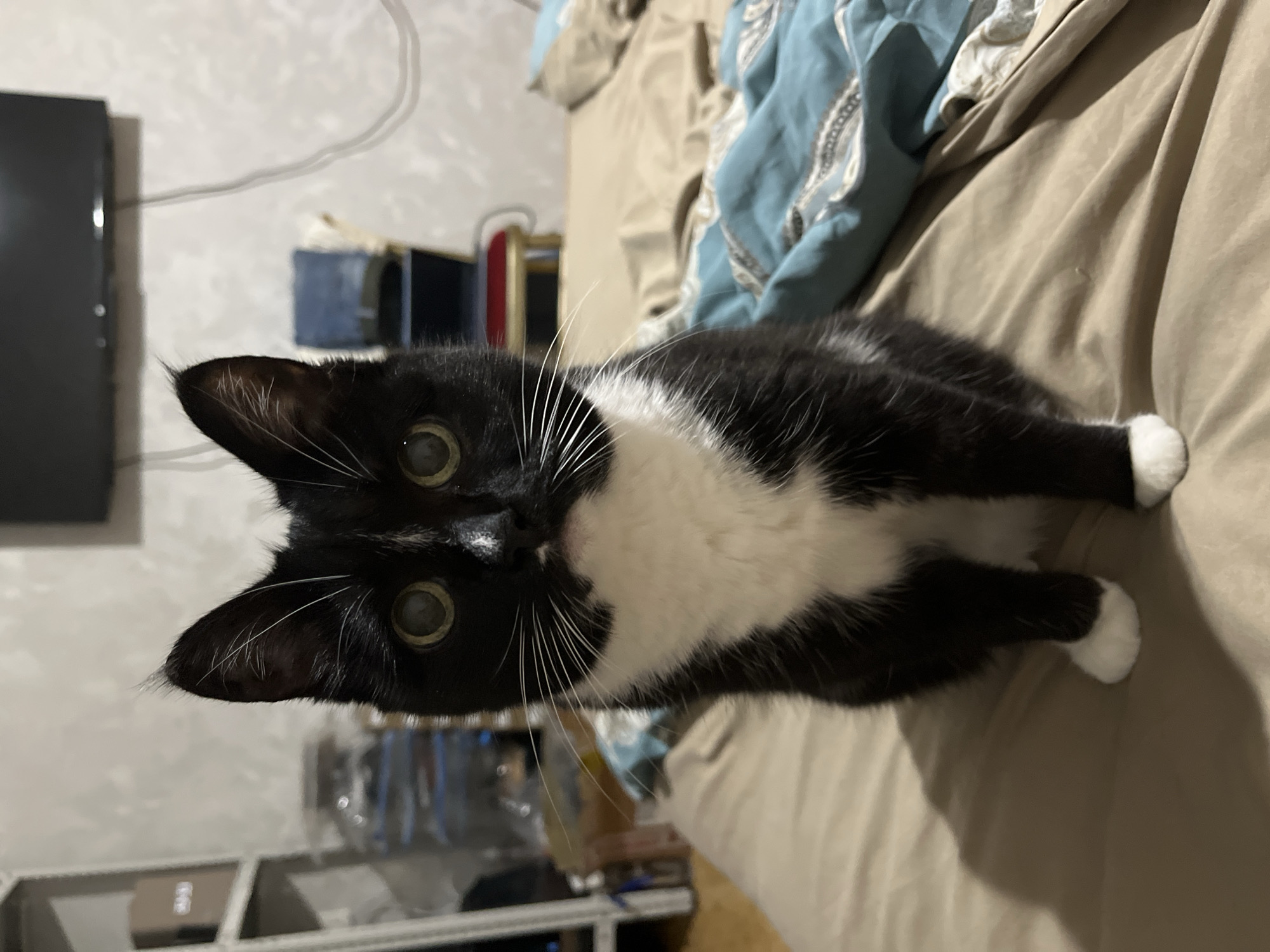 A black and white cat with large green eyes is sitting on a bed. The cat is facing the camera directly and has white fur on its chest, paws, and whiskers. The bed is covered with a beige duvet and a blue patterned blanket. In the background, there is a shelf with various items, a television on the wall, and a chair with a red cushion. The lighting in the room is dim, suggesting it might be evening or nighttime. There are no people visible in the image. The scene appears to be a domestic indoor setting. The image quality is slightly grainy.