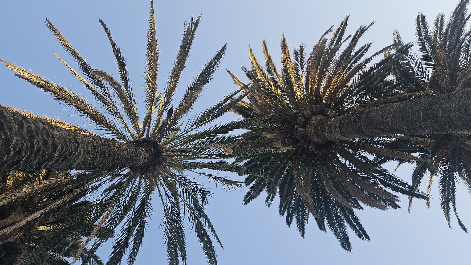 This is a low-angle shot of two palm trees against a clear blue sky in L'Île-Rousse, France. The palm trees are in focus, and their fronds extend outward in a starburst pattern. The trunks of the trees are textured and dark, with visible lines and ridges. The image captures a sense of height and natural beauty, typical of Mediterranean coastal landscapes.