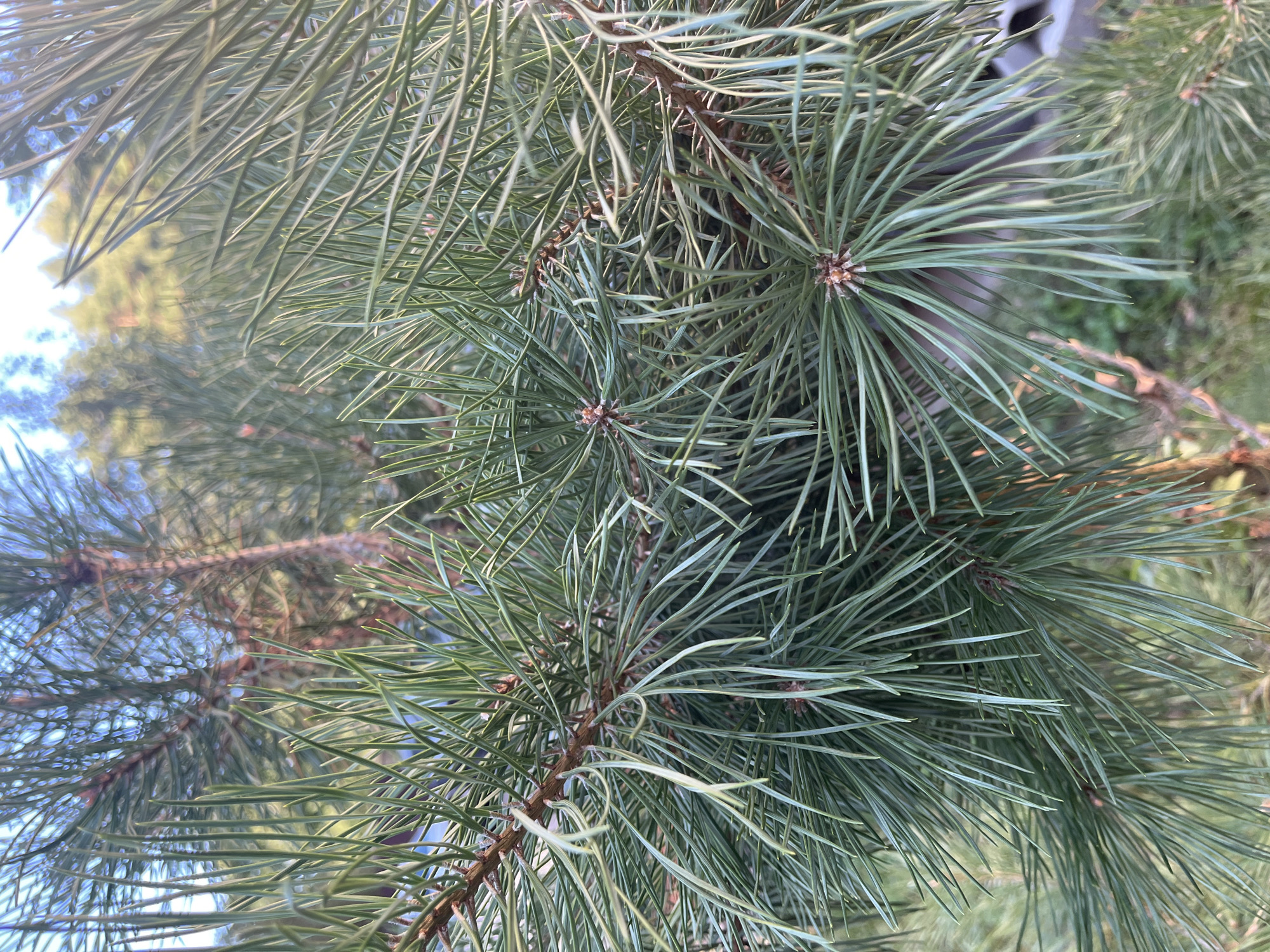 In Nemchinovka, Russia, an extreme close-up shot focuses on the dense green needles of a pine tree branch. The needles are long, thin, and pointed, appearing vibrant and healthy. In the background, out of focus, are other pine trees and foliage, with hints of a clear sky. The lighting suggests it is daytime, possibly late afternoon, with sunlight casting a soft glow on the needles. There are no people or animals visible in the image. The environment appears to be a natural or semi-natural setting, possibly a park or garden, given the presence of manicured pine trees and the distant view of what might be a building or structure on the right edge of the frame. The image is characterized by its shallow depth of field, emphasizing the texture and detail of the pine needles.