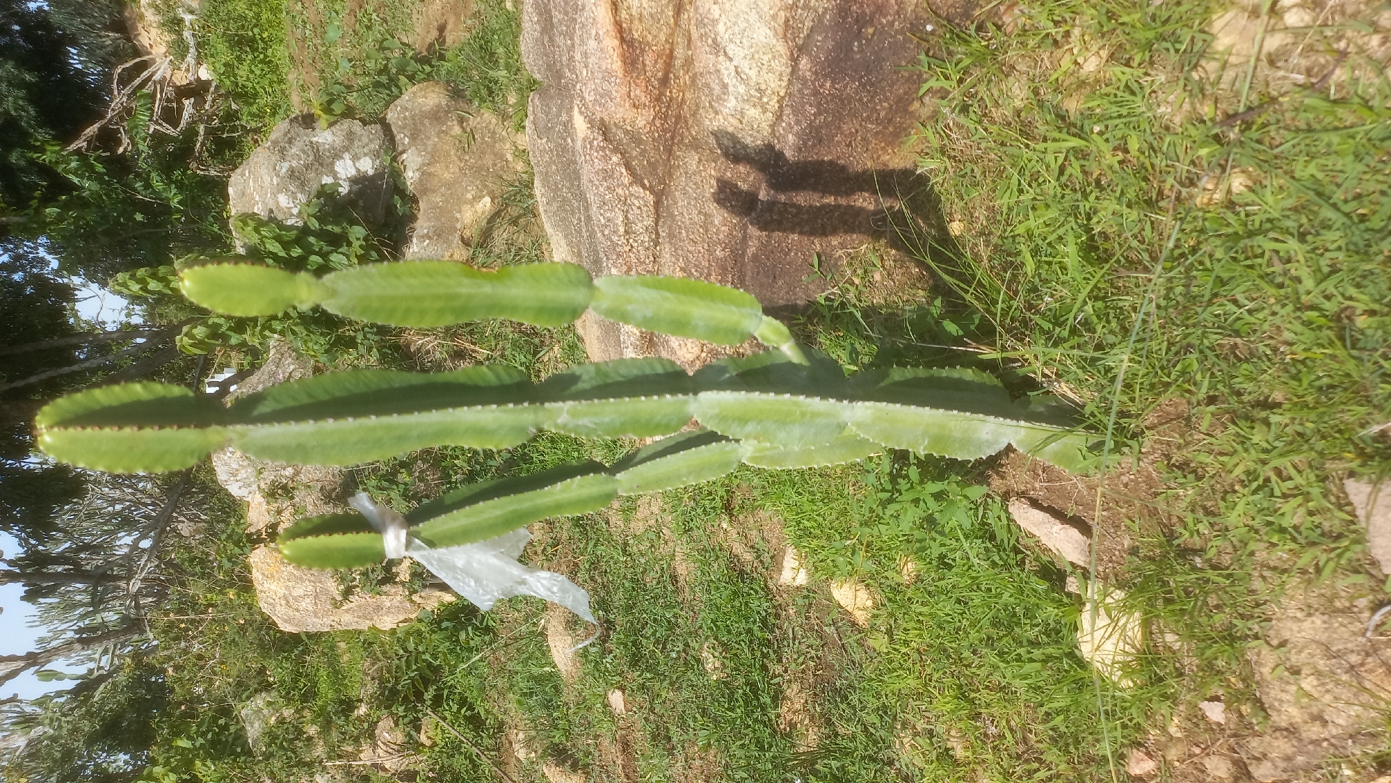A tall, green cactus plant stands in the foreground of the image, its ribbed, segmented stem reaching upwards. The cactus has a plastic bag tied around one of its lower segments. The plant is situated on a grassy, uneven terrain with scattered rocks and sparse vegetation. In the background, larger rocks and trees can be seen, suggesting a natural, possibly arid or semi-arid environment. The scene appears to be outdoors under daylight, with shadows cast by the cactus on a large rock to its right, indicating the sun is positioned to the left and slightly behind the viewer. The overall impression is of a plant in a rustic, undeveloped location, potentially Kwang, Nigeria, given the context provided. There are no people visible in the image.