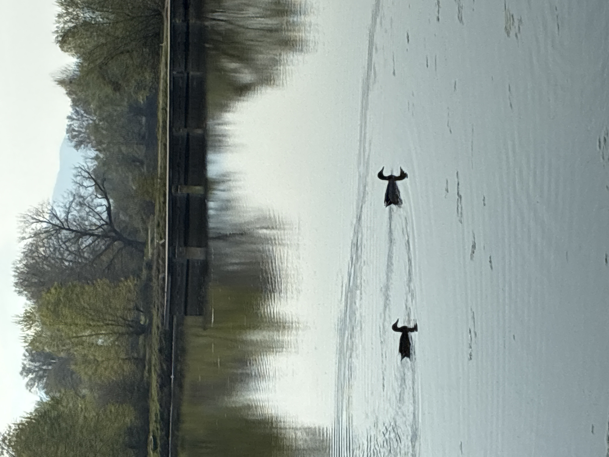 Two diving birds swim in a body of water reflecting trees and a concrete structure. The exact location in Zlokuchene, Bulgaria is not discernible from the image.