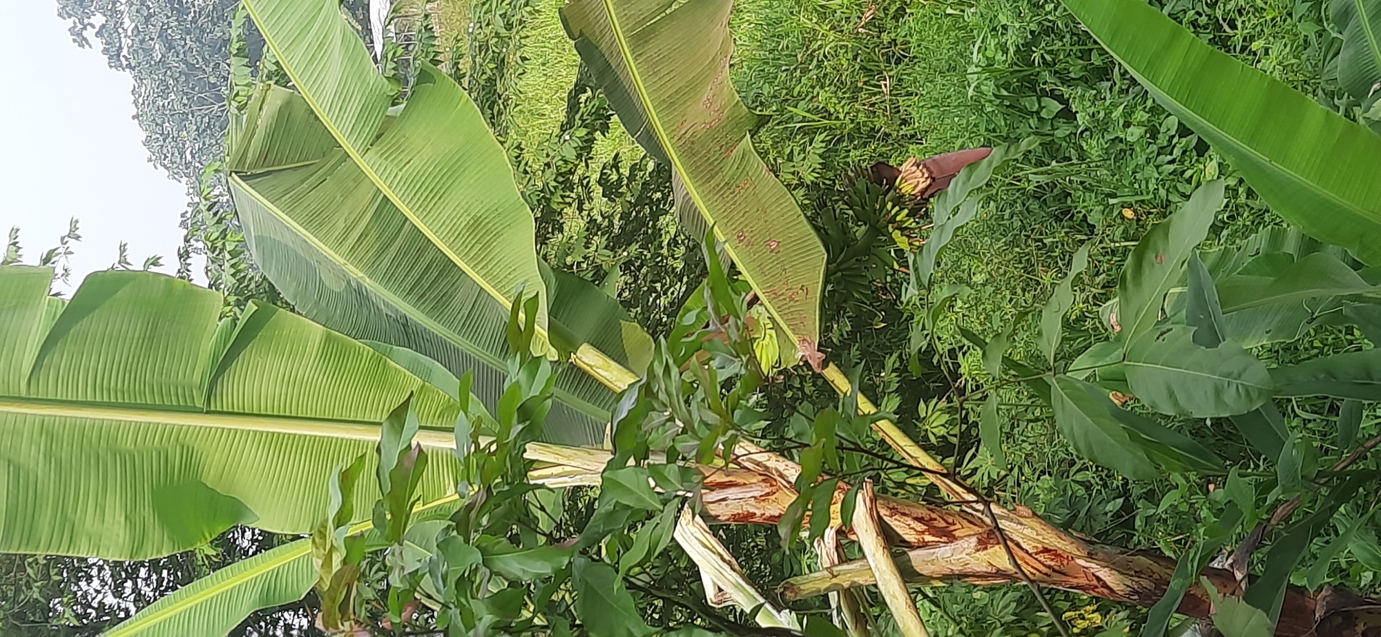 The image captures a close-up view of a banana tree with its large, vibrant green leaves dominating the foreground. The trunk of the banana tree is visible, showing its fibrous texture and reddish-brown markings. A banana flower, with its deep red outer leaves and lighter inner petals, hangs from a stalk, with developing green bananas clustered beneath it. The background consists of lush, green vegetation, including other plants and trees, suggesting an outdoor environment in a tropical or subtropical setting. The sky is overcast, indicated by the soft, diffused light and lack of harsh shadows. The scene appears to be in Cisauk, Indonesia, likely in a garden or rural area given the natural, unmanicured growth. No people are present in the image.