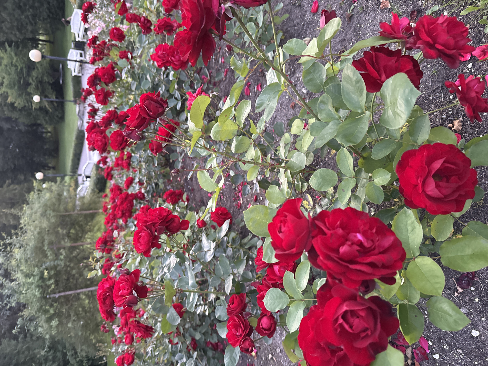 A close-up, eye-level shot showcases a dense bed of vibrant red roses in full bloom. The roses, with their deep red petals, fill the foreground and midground, their leaves a lush green. In the background, the scene transitions to a park-like setting with a gravel path, manicured bushes, trees, and white park benches. Several lampposts with spherical white lights are visible, along with glimpses of a few individuals seated on the benches. The ground beneath the roses is covered with dark soil and scattered rose petals. The lighting suggests an overcast day or early evening.