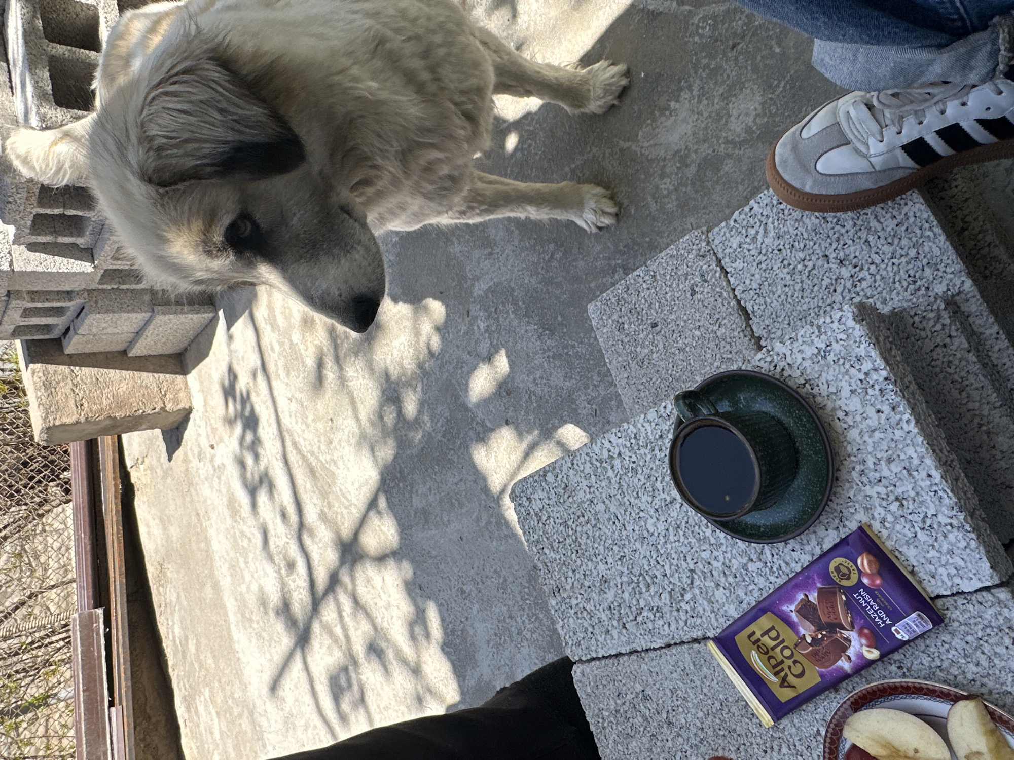 An outdoor scene captured from a high angle shows a light-furred dog and a person's leg amidst a casual setup on a sunny day in Agarak, Armenia. The ground consists of concrete paving and rough-textured concrete blocks, suggesting a patio or yard area.
In the upper left quadrant, a large, light-colored dog, possibly a shepherd breed, with dark markings around its eyes and ears, is looking towards the viewer. Its paws are visible, indicating it's standing or sitting calmly.
To the right, the lower part of a person's leg, wearing blue jeans, and a foot in white and grey sneakers with black stripes (resembling Adidas Samba style) are visible, resting on a concrete block.
On the concrete surface in the lower right, a dark green cup filled with a dark beverage (likely coffee) sits on a matching saucer. Beside it lies a purple "Alpen Gold" chocolate bar, with the text "HAZELNUT AND RAISIN" clearly legible. Partially visible below the chocolate is a plate containing sliced fruit, which appears to be apples.
The scene is brightly lit by strong sunlight, casting distinct shadows across the concrete surfaces, indicating a clear, sunny day, likely mid-morning or early afternoon. A chain-link fence and metal beams are visible in the background on the left side of the image. The overall atmosphere conveys a relaxed, outdoor moment.