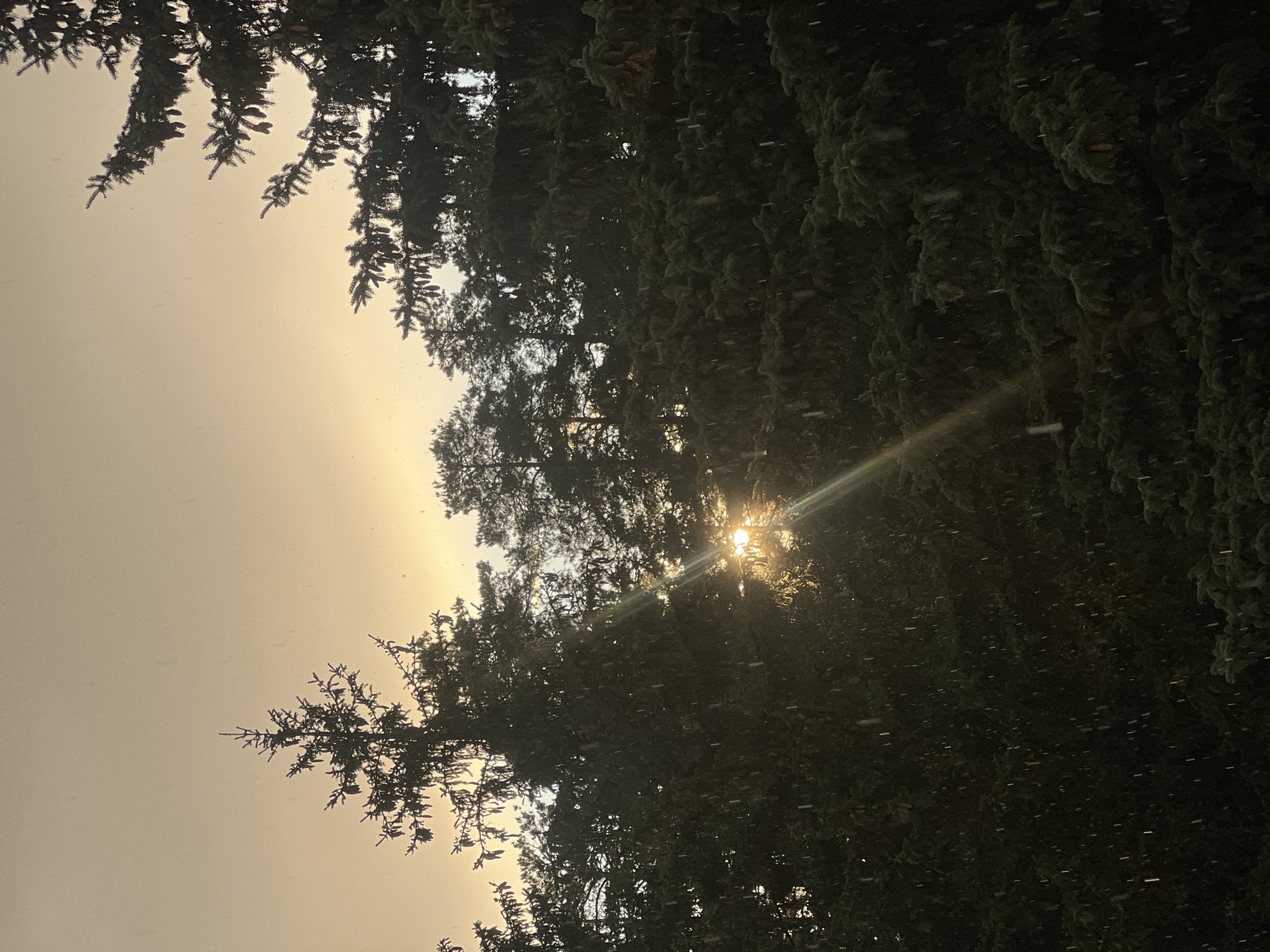 A photograph captures a dense evergreen forest with the sun setting behind the trees. The sky is a soft, hazy yellow-orange, suggesting a sunset or overcast conditions. Sunlight streams through the branches, creating visible rays and illuminating falling raindrops or snowflakes, which are scattered throughout the frame. The trees are dark green and appear to be tall conifers, possibly pines or spruces, with visible cones. The overall impression is one of a natural, serene outdoor environment, possibly in a wooded area on the outskirts of Zarechny, Russia. No people or man-made structures are visible in the image.